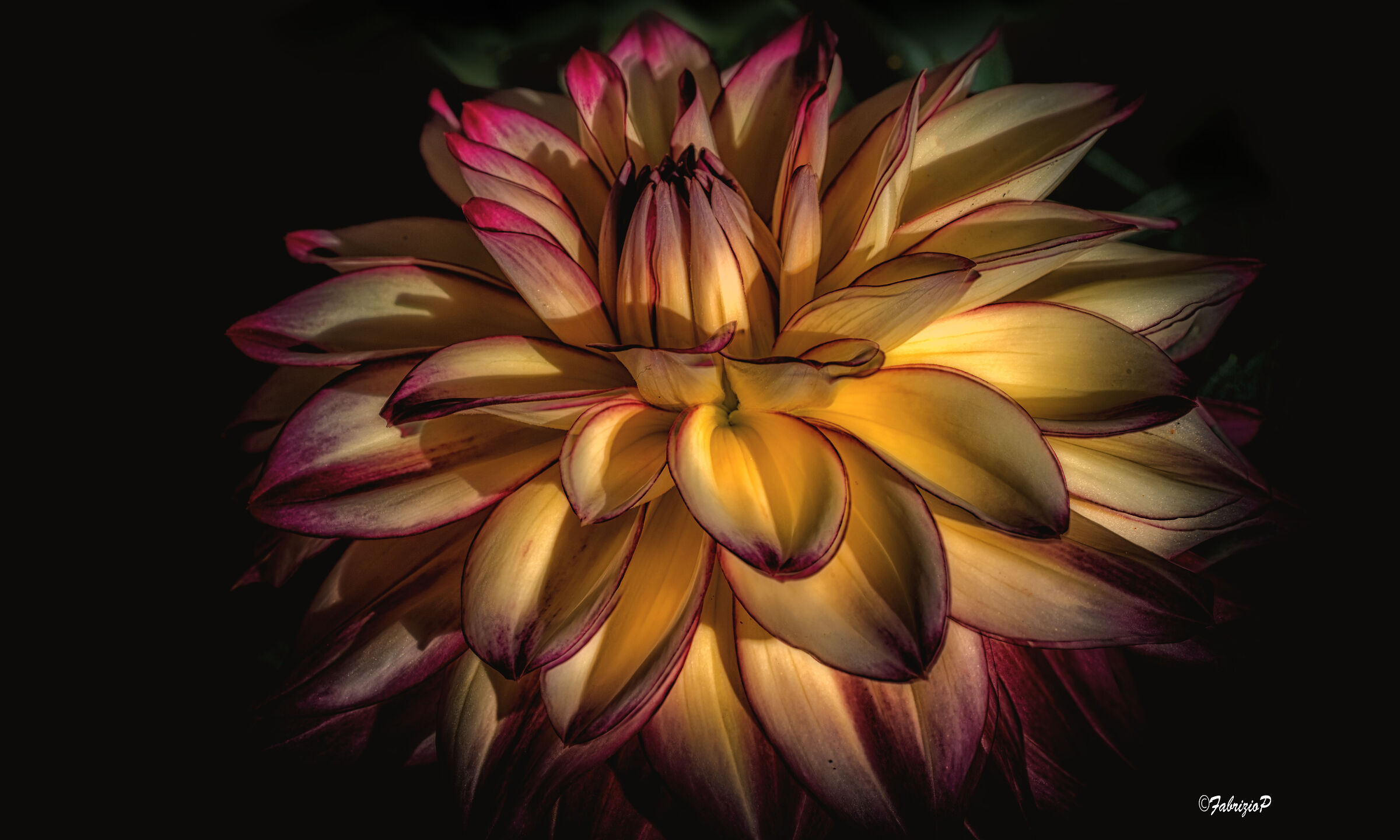 Dahlia