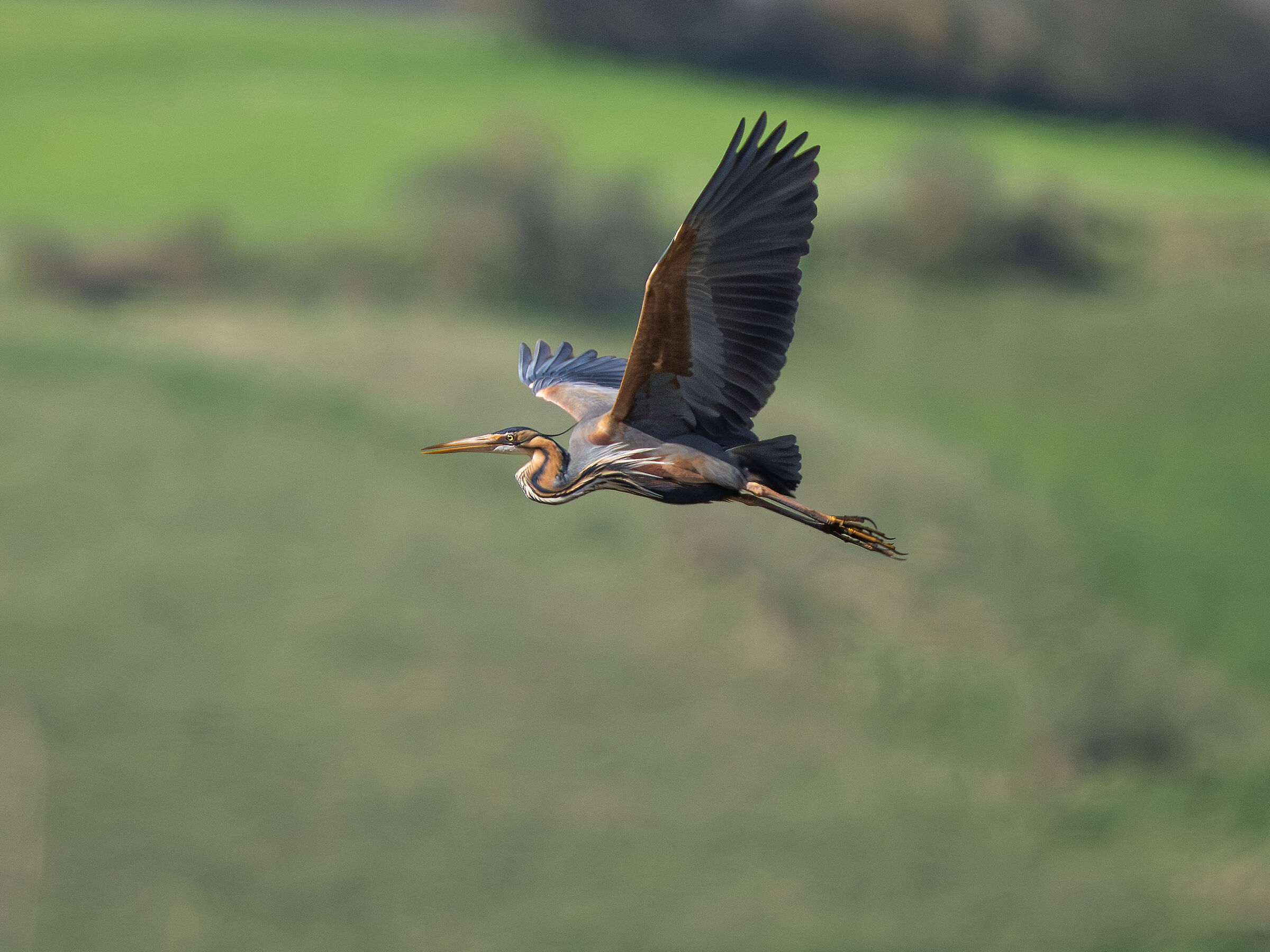 Purple heron