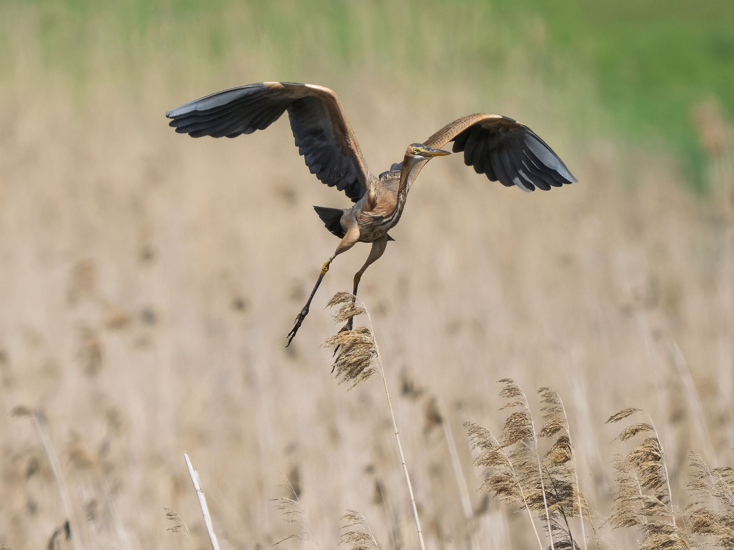 Purple heron