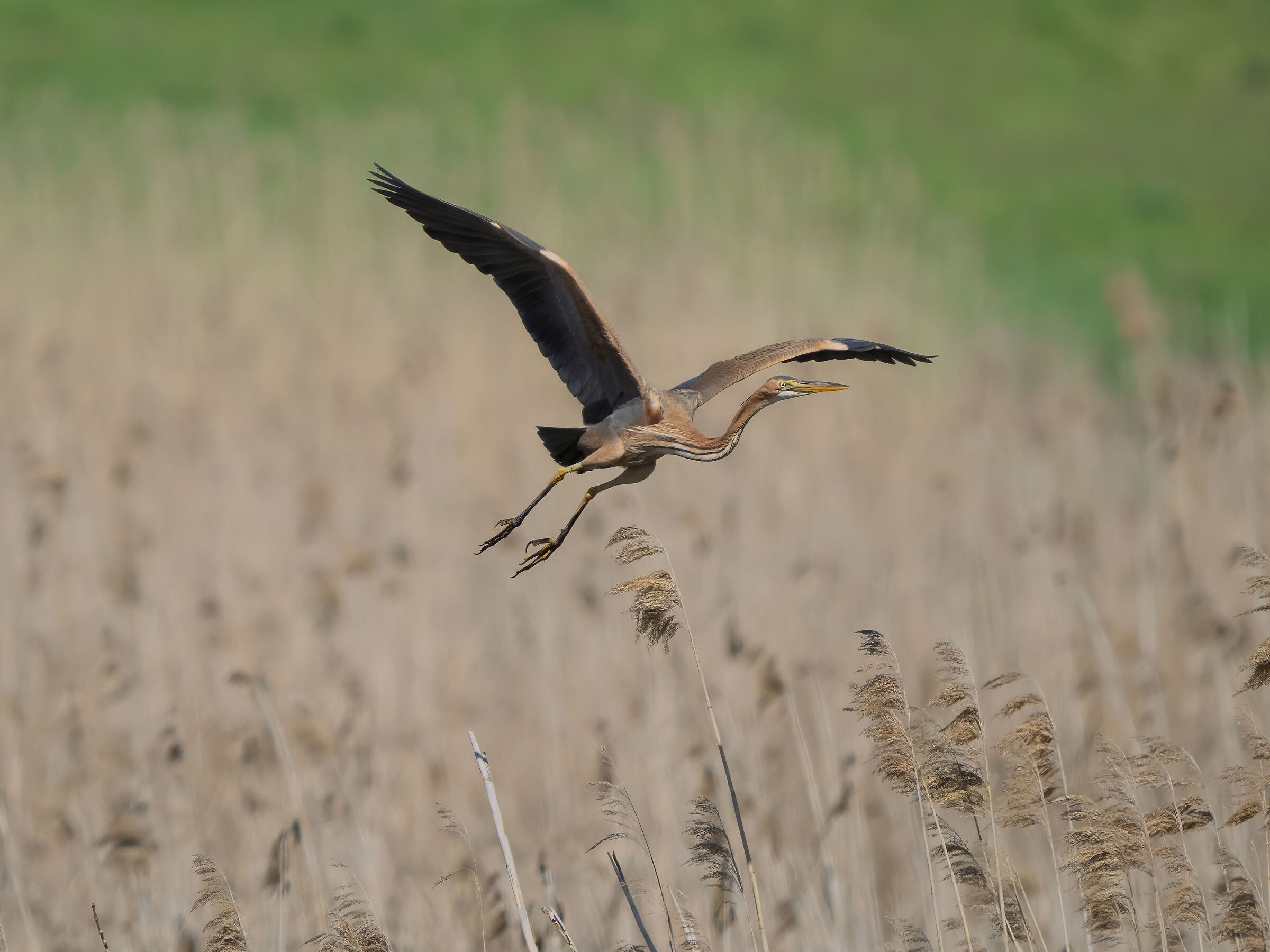 Purple heron