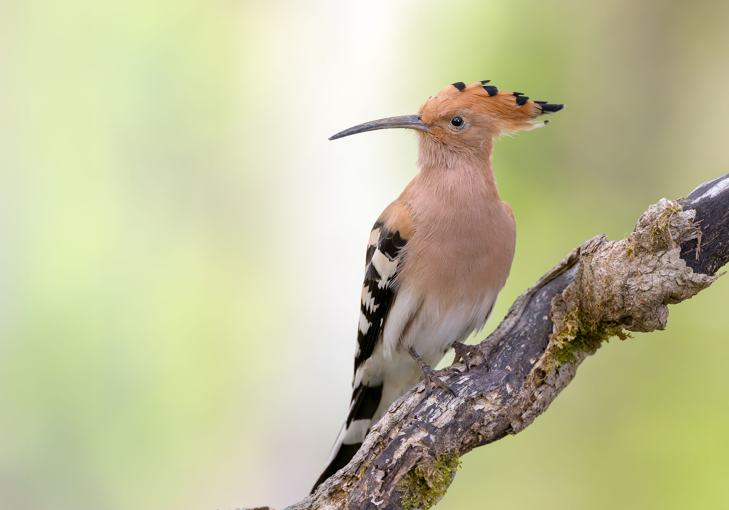 HOOPOE