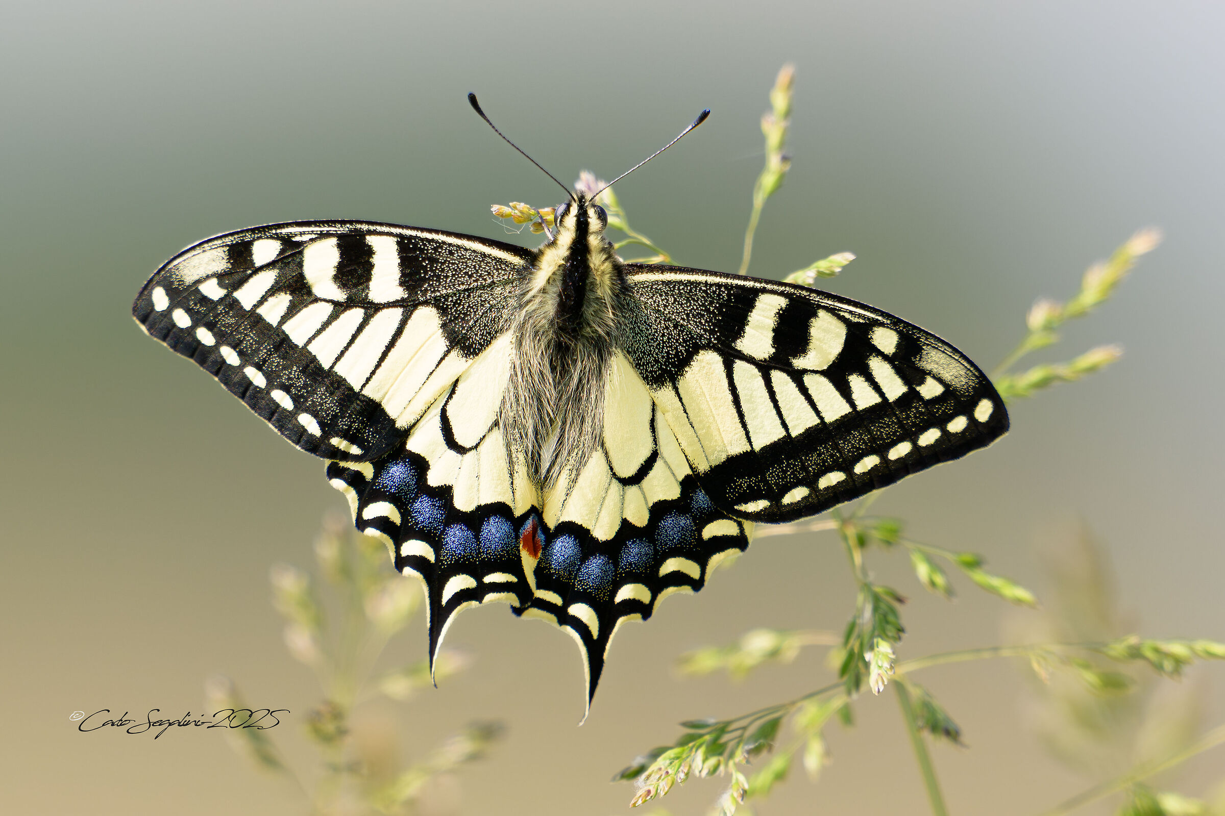 Swallowtail
