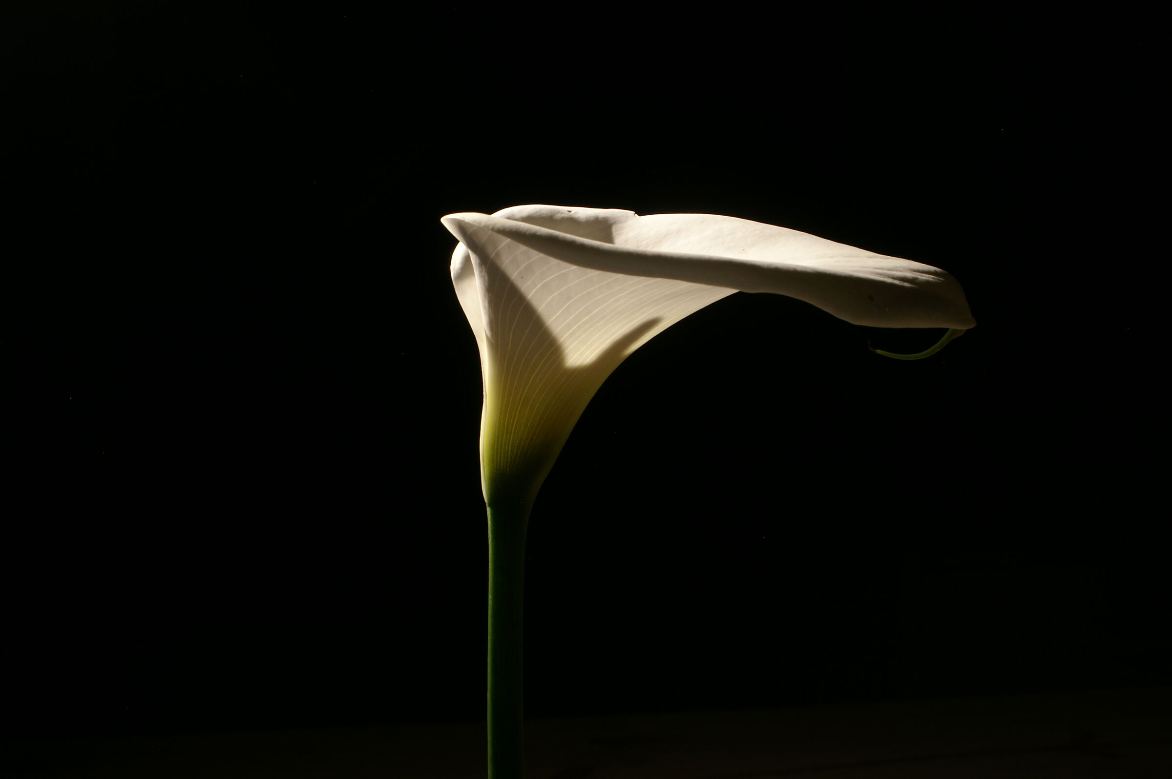 Calla