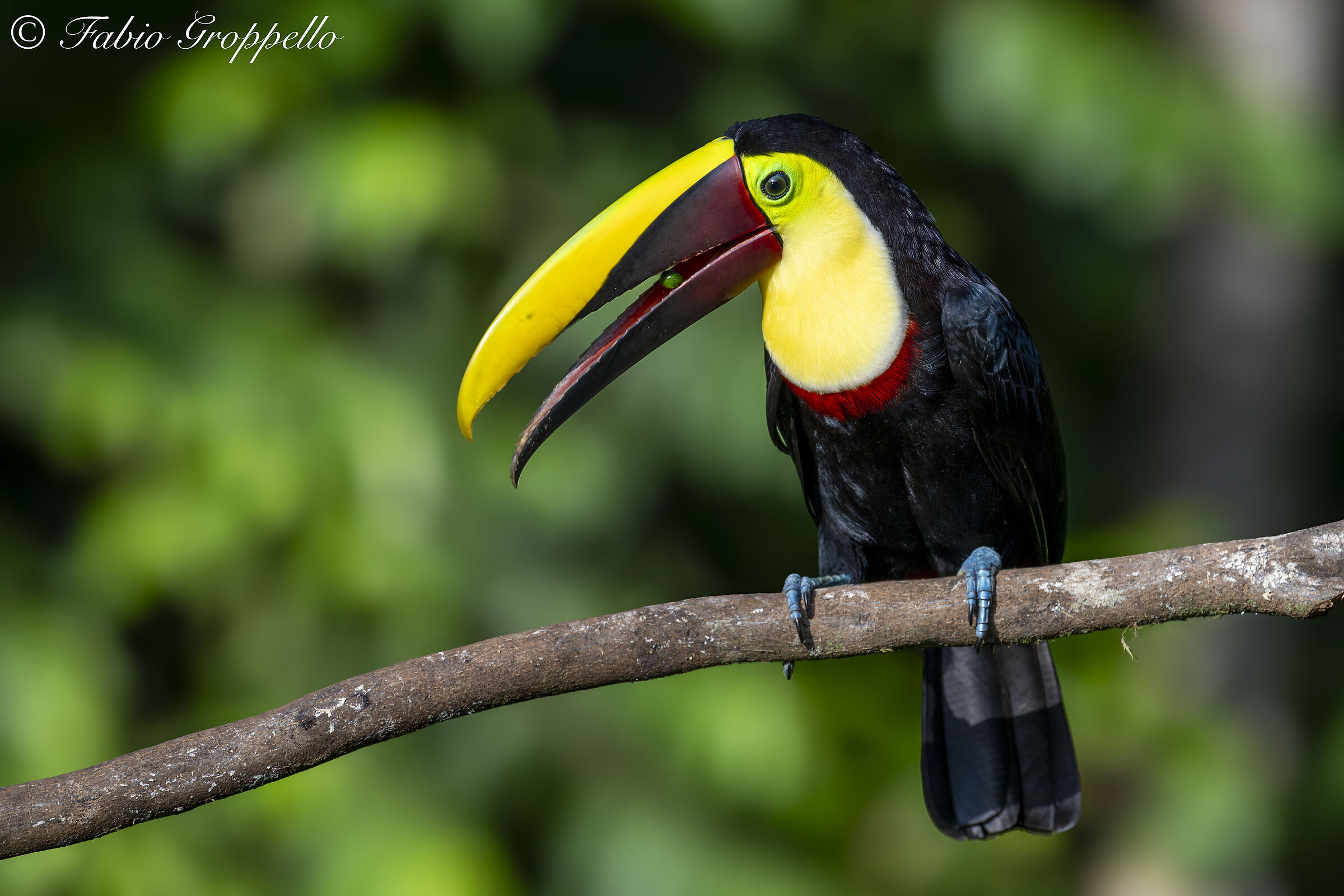 Toucan