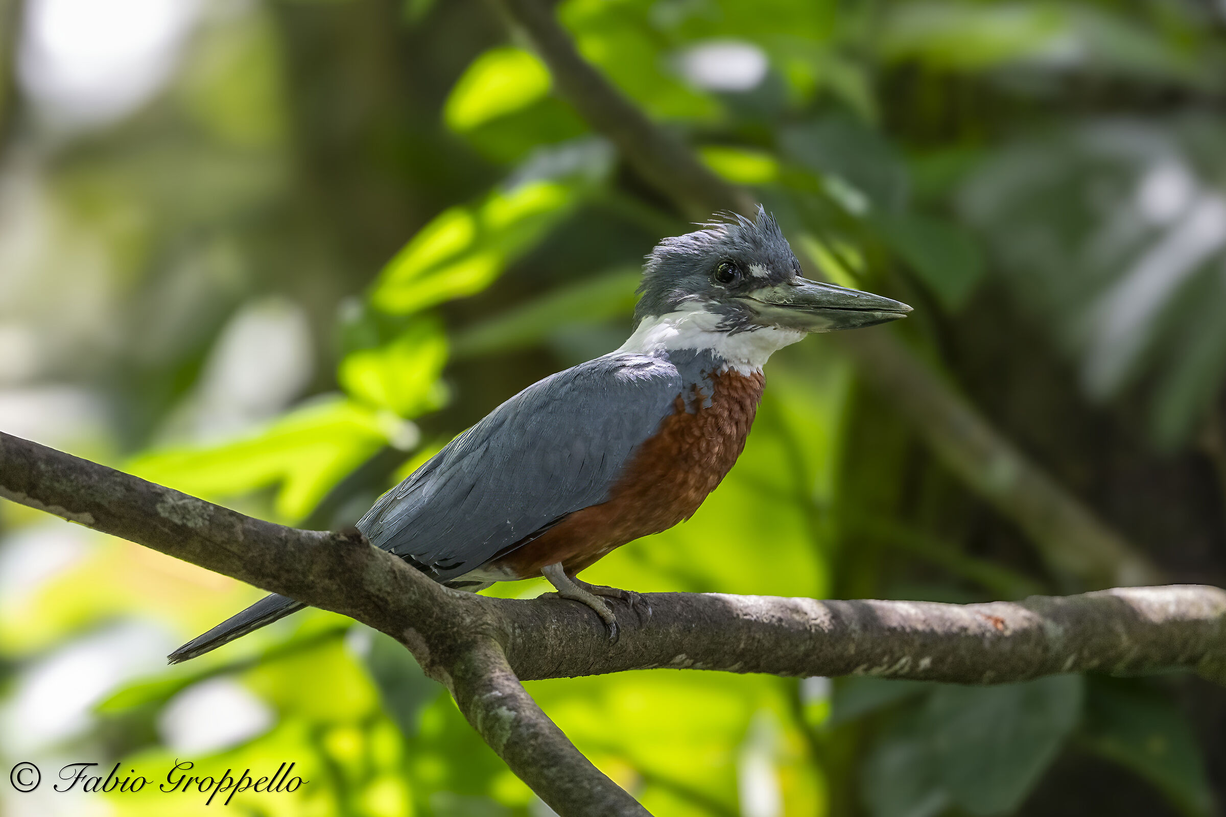 Kingfisher - King Fischer
