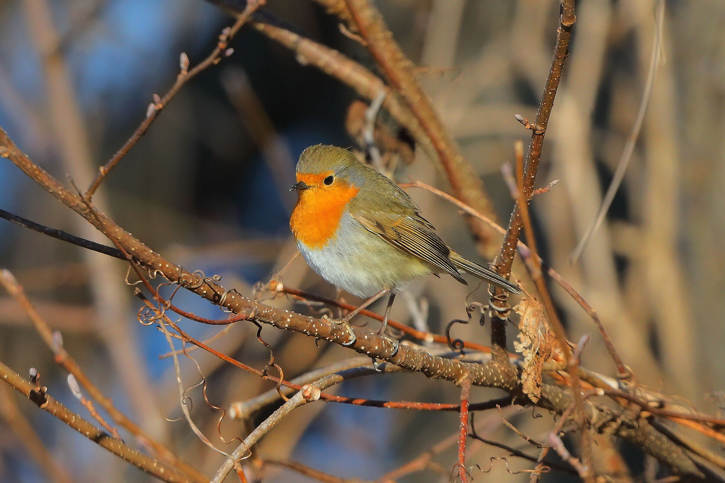 Pettirosso 01 gennaio 2025 - 0075