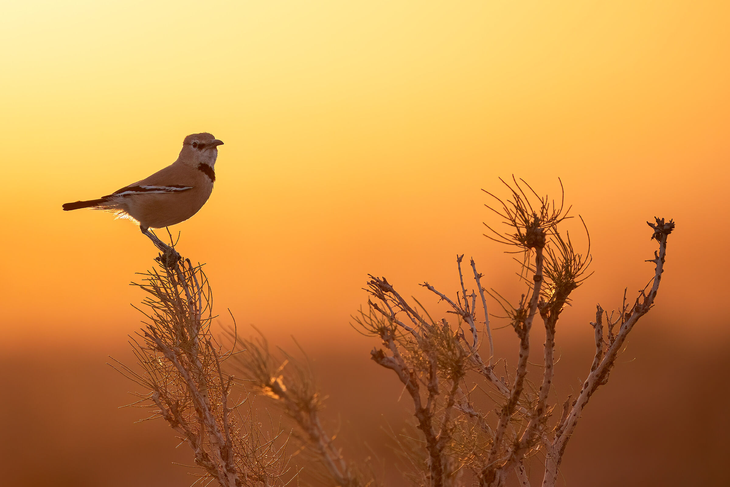 Iranian ground jay