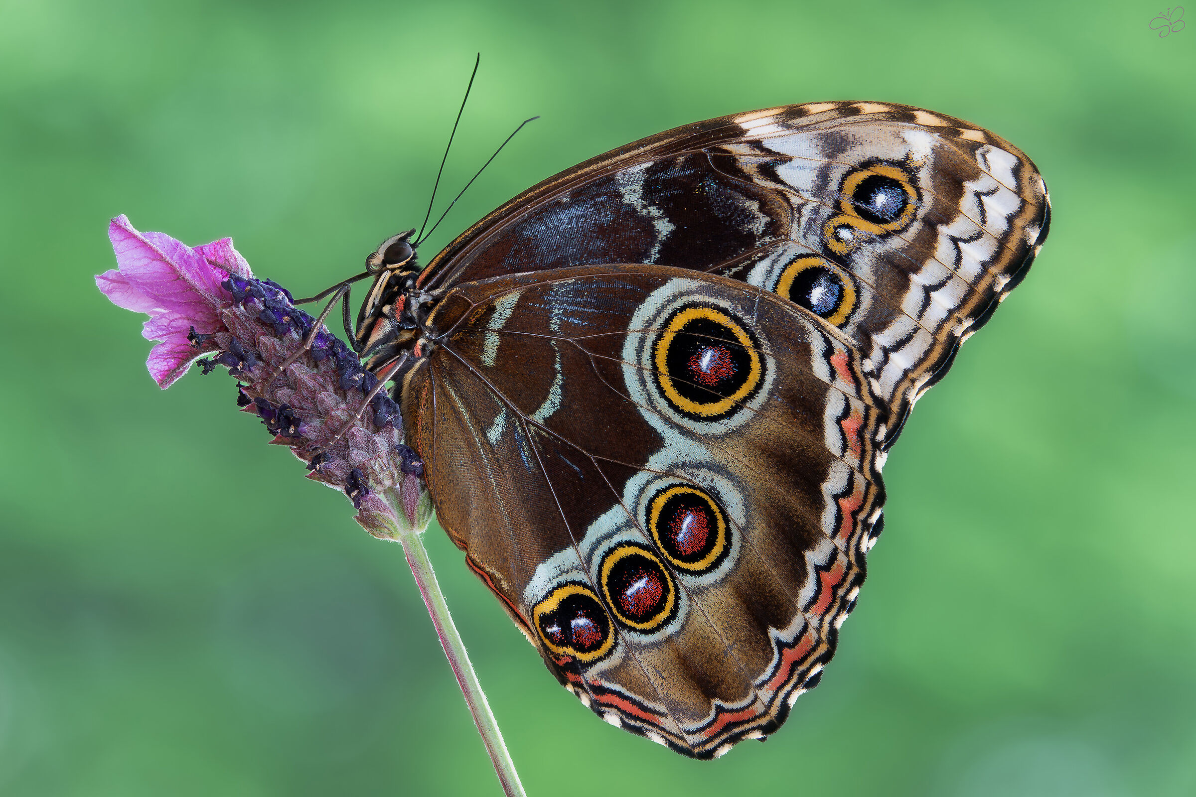 Morpho helenor (Cramer, 1776)