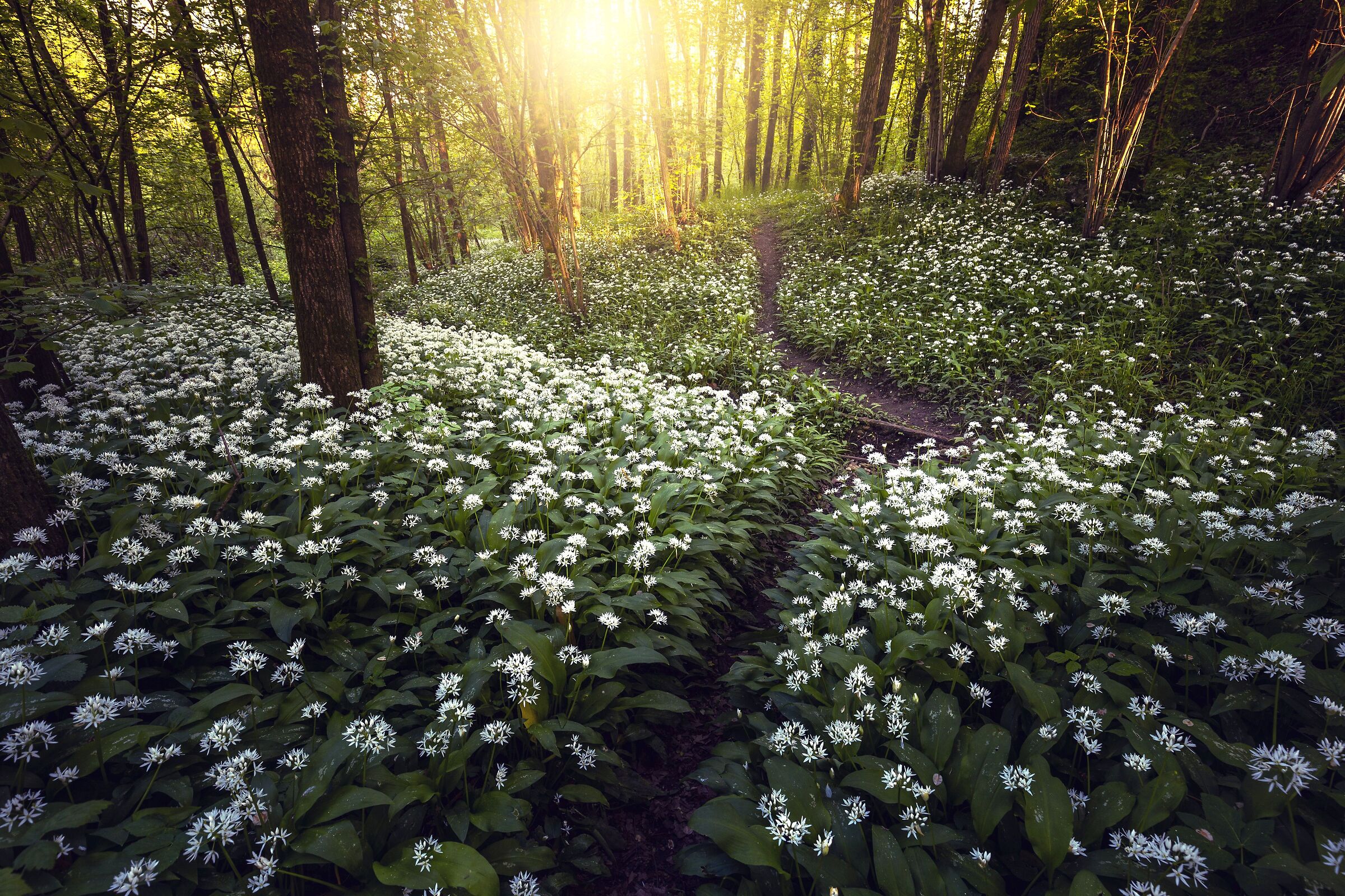Wild garlic bloom