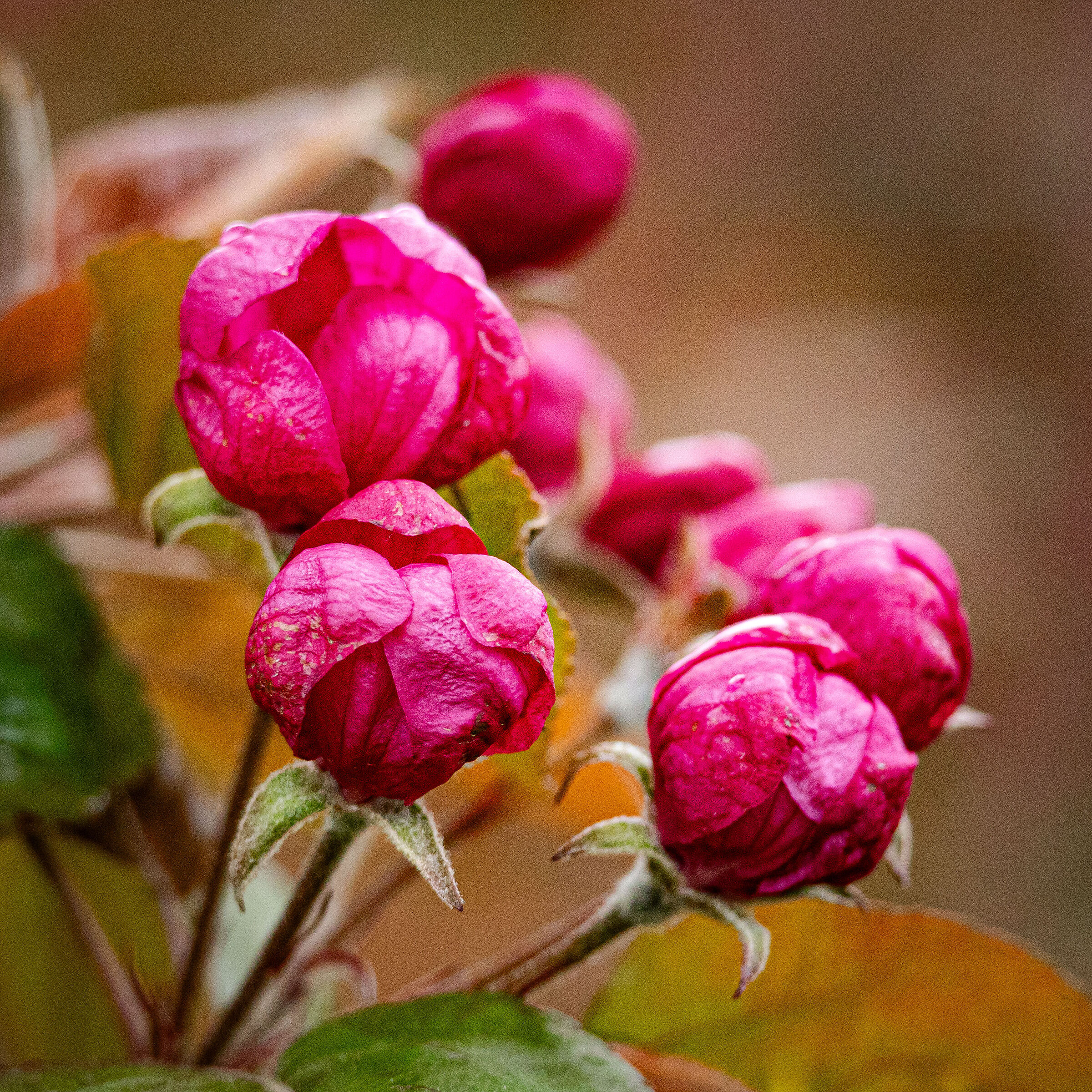 Boccioli di melo - Kissabel