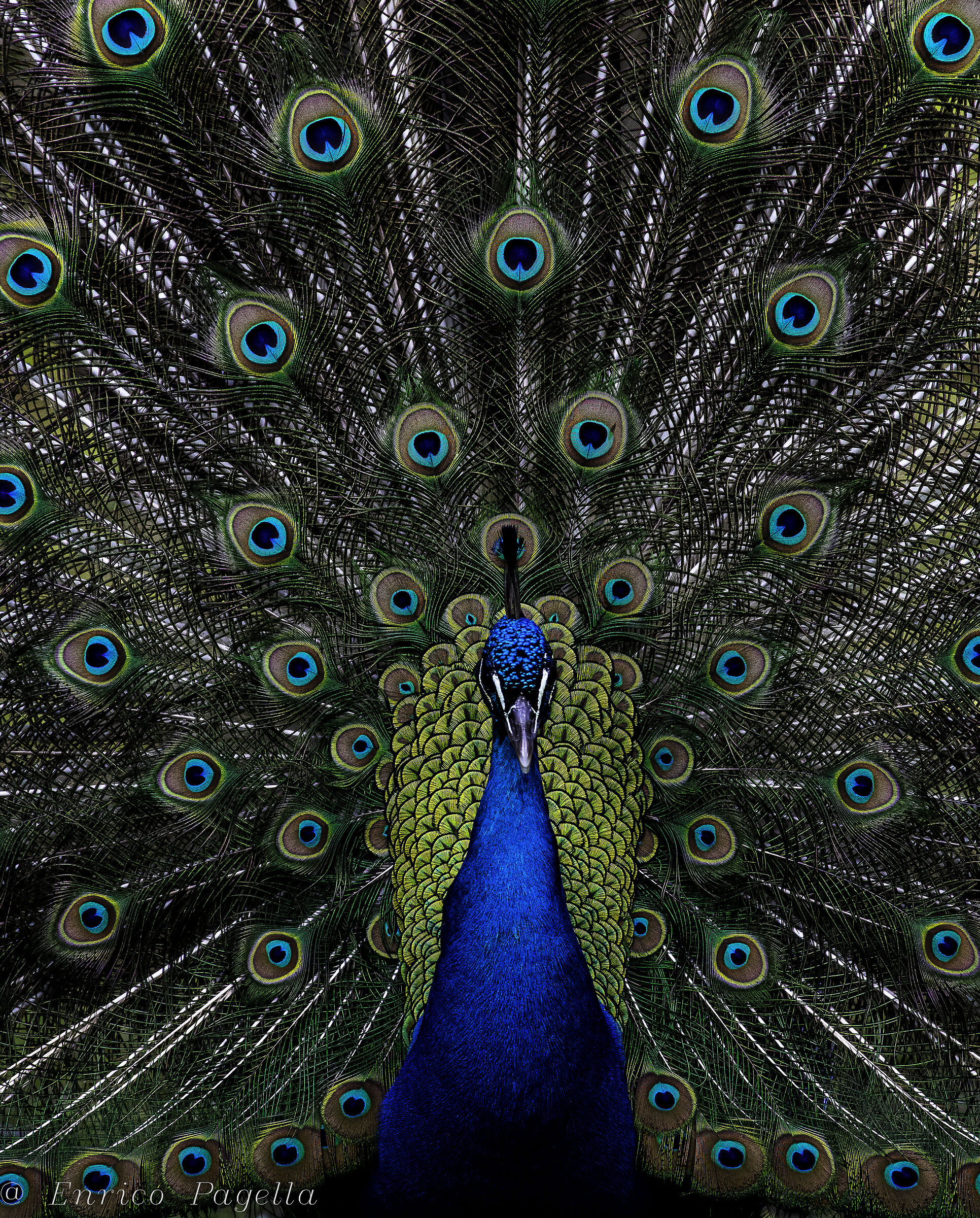 When nature decides to paint