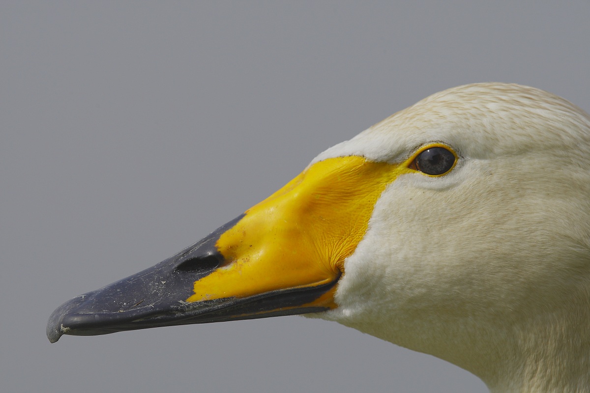 Whooper Swan