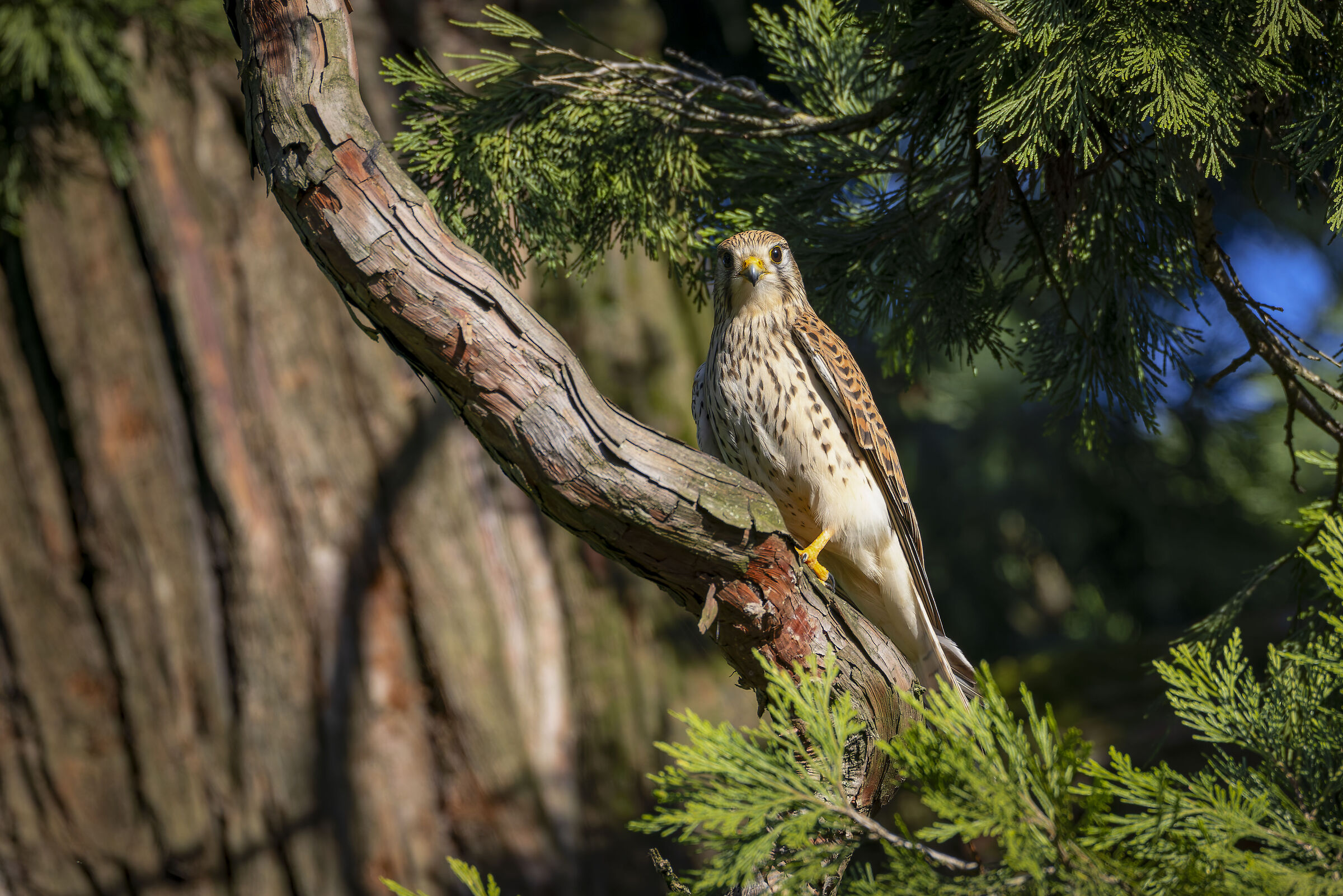 Kestrel