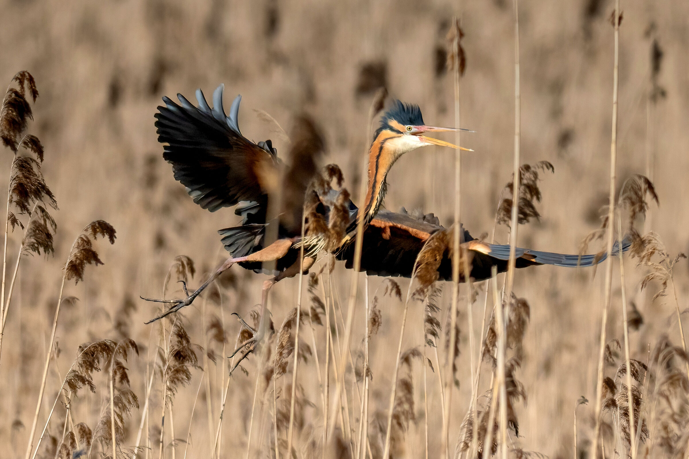 Landing in the Purple Heron (Ardea purpurea)