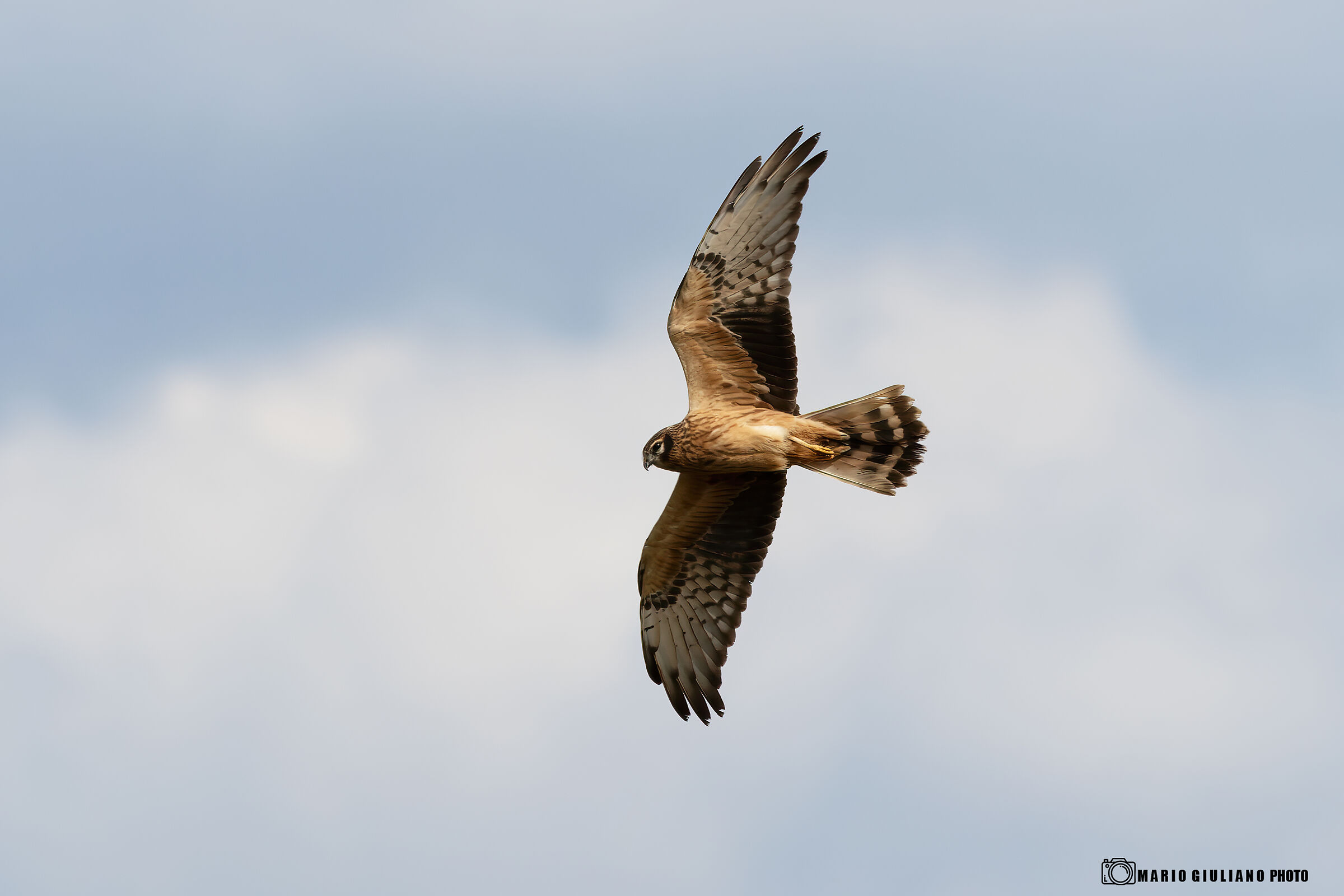 Hen Harrier female