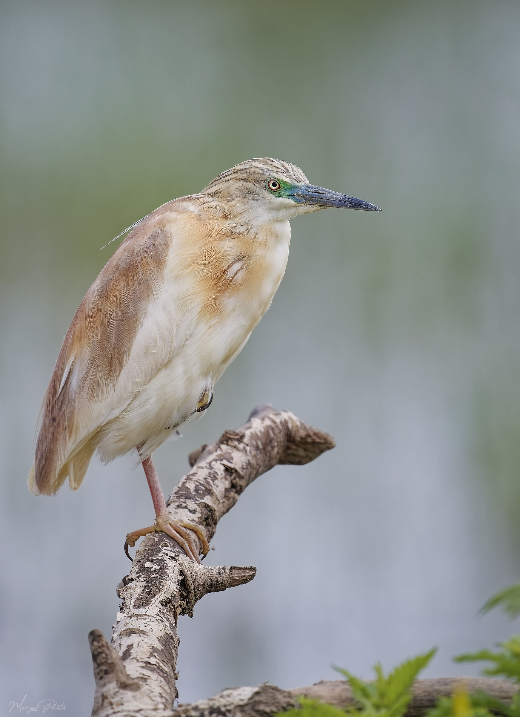 Squacco heron