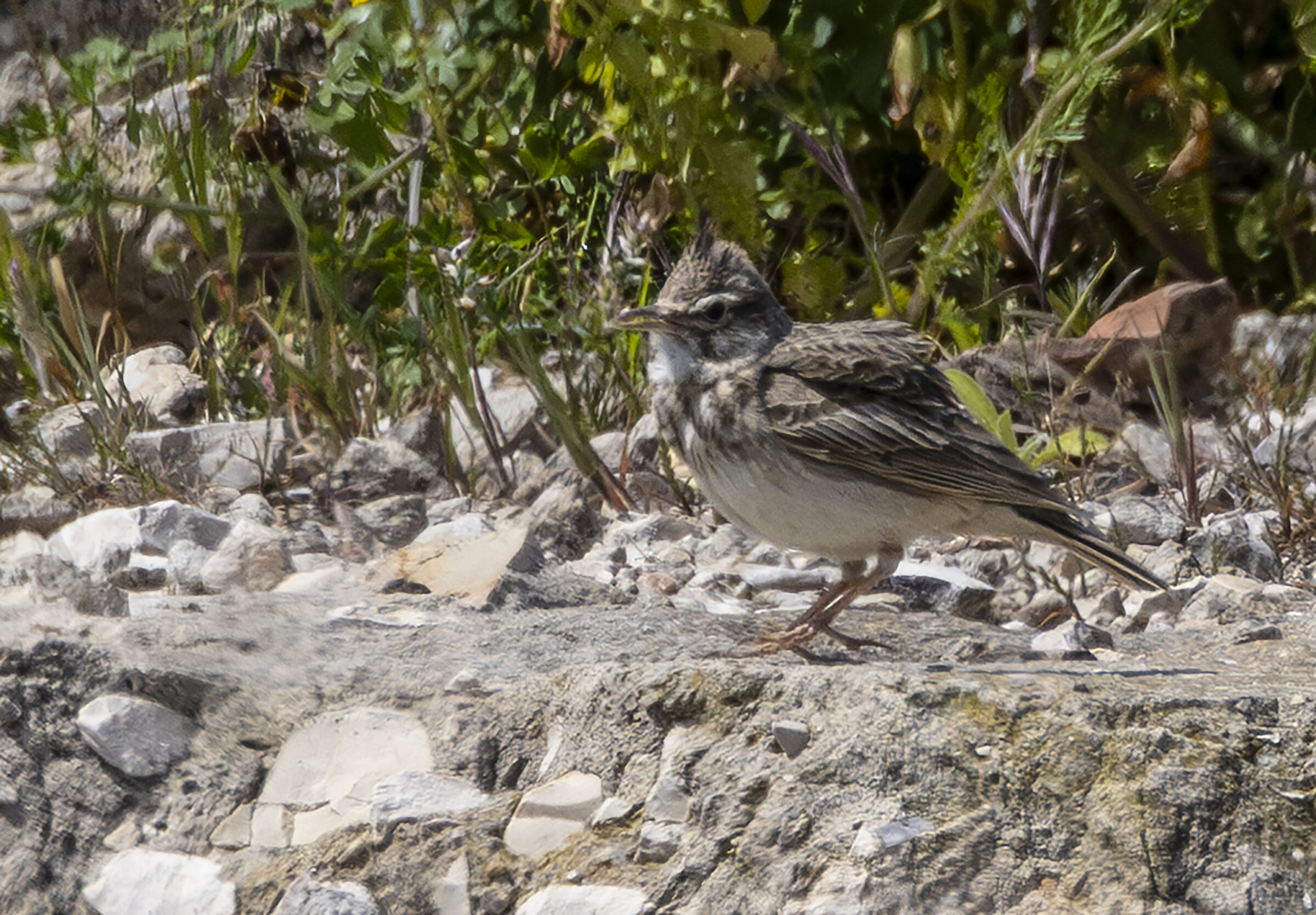 crested lark