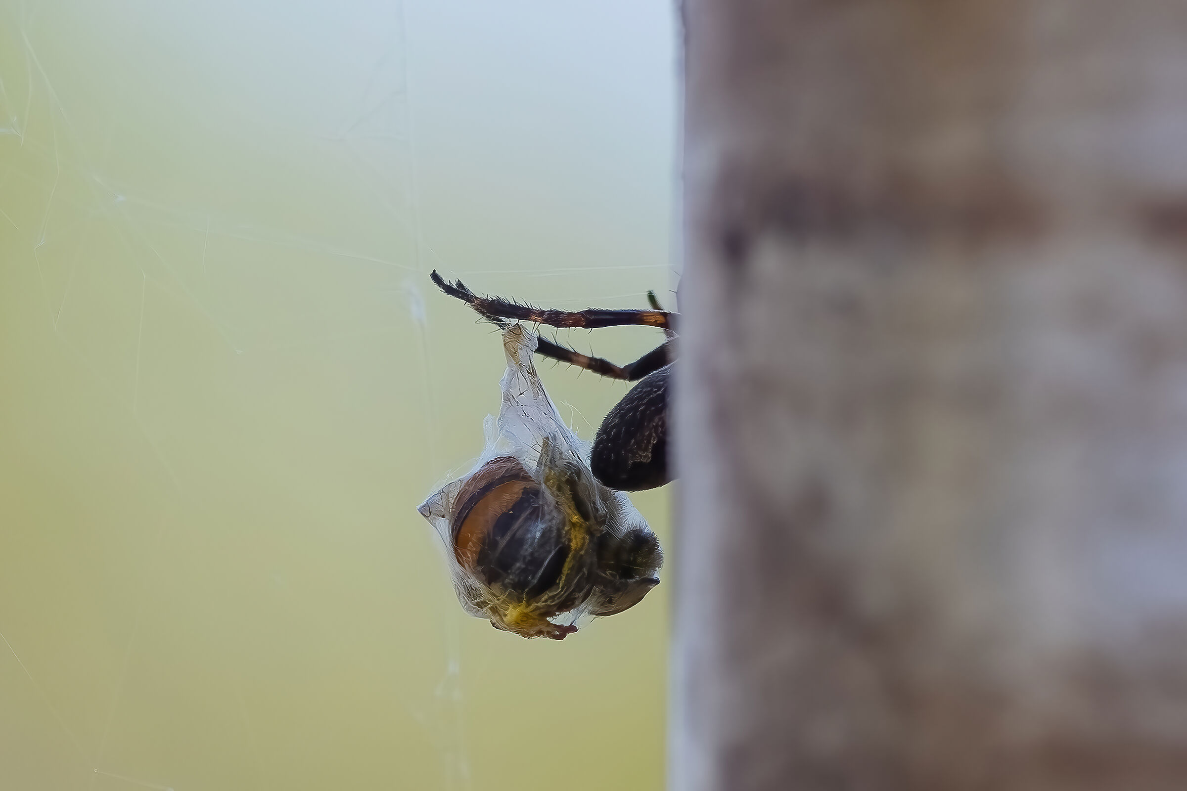 Eccomi Cara... ero uscito a fare la spesa.. !