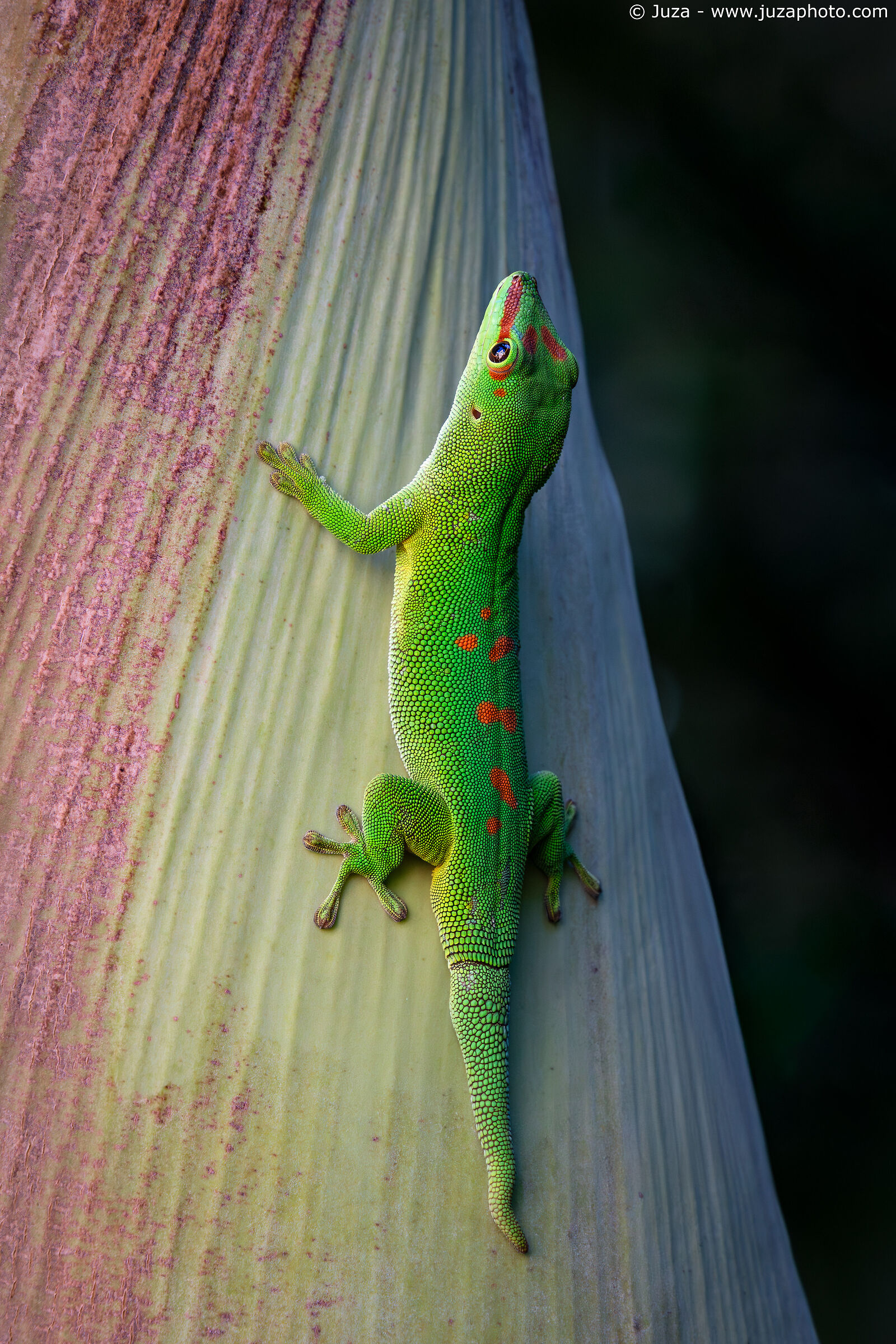 Madagascar giant day gecko (Phelsuma grandis)