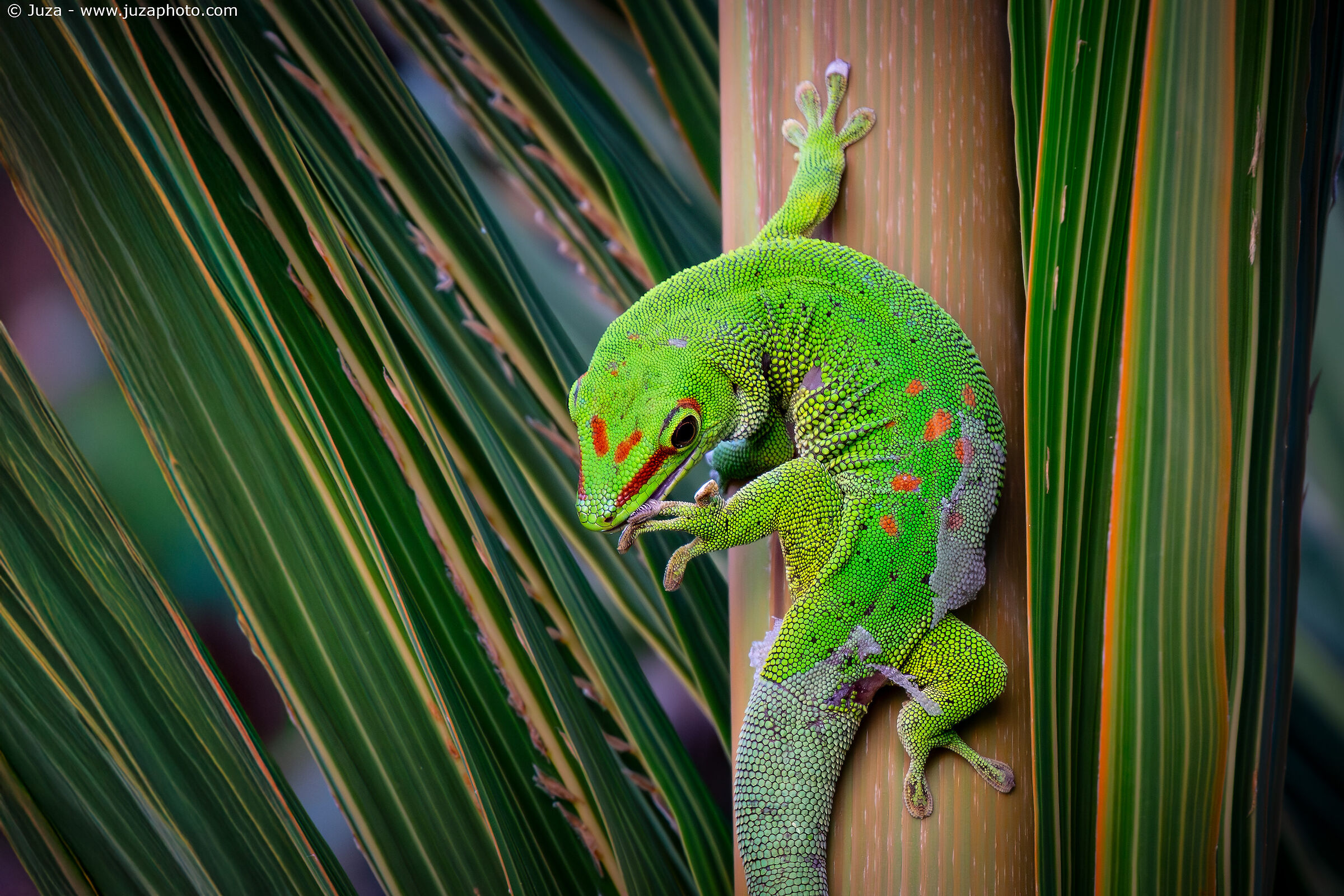 Madagascar giant day gecko (Phelsuma grandis)