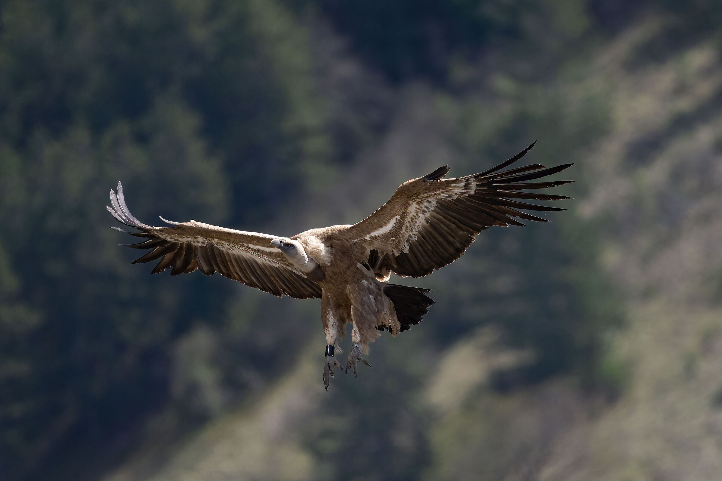 Griffin - Barronies Provencal