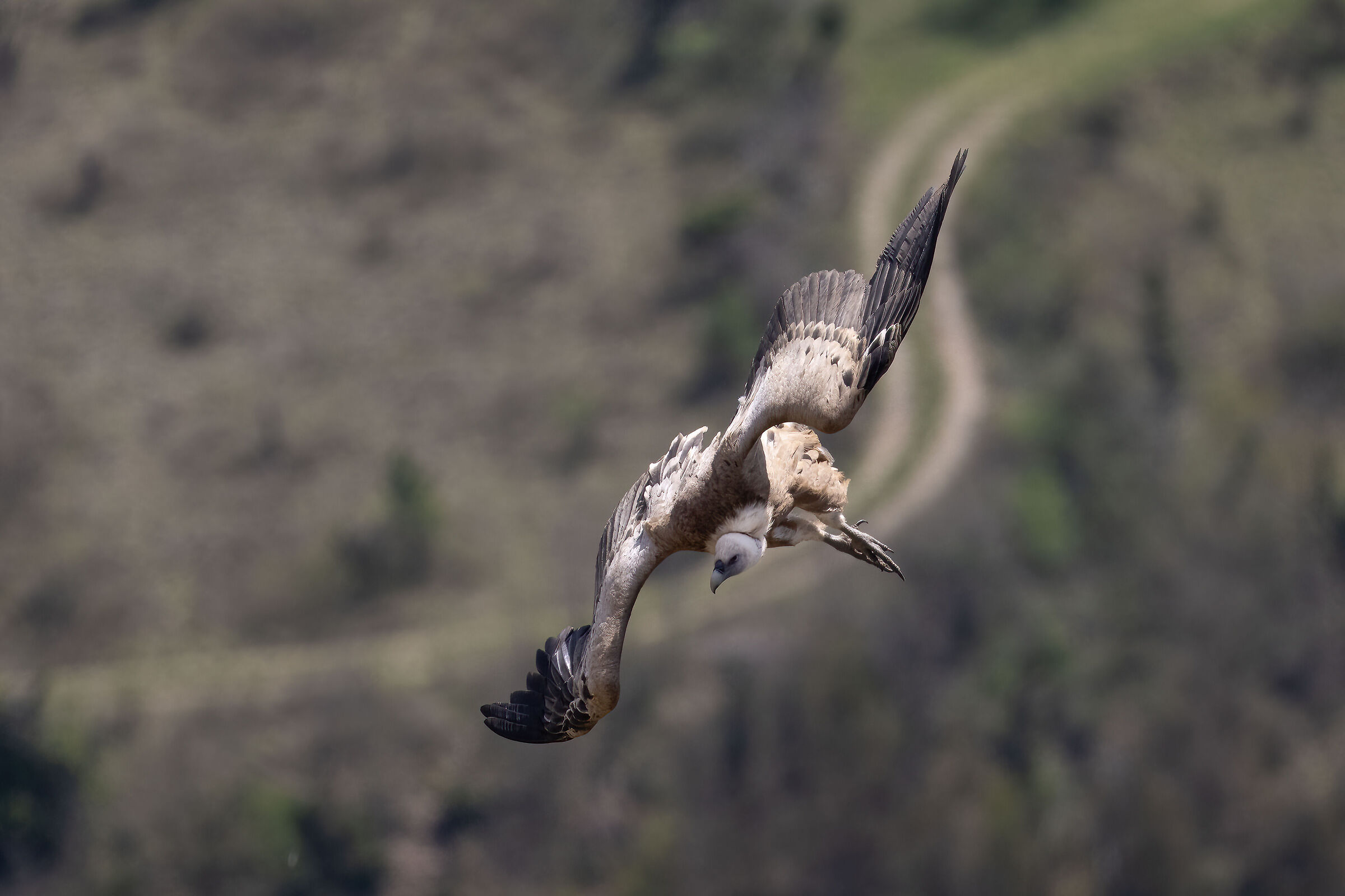 Griffin - Barronies Provencal