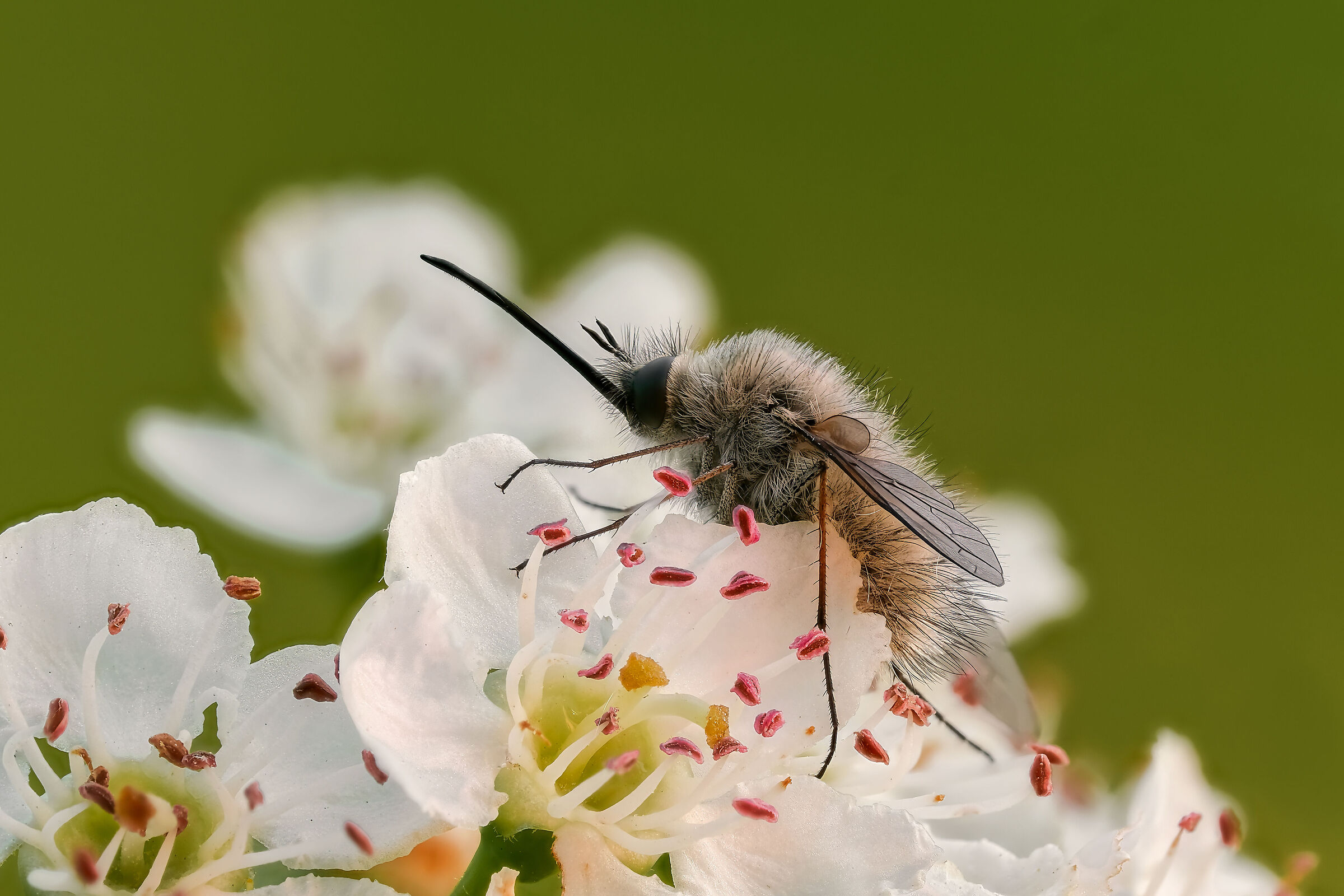 Bombylius cinerascens