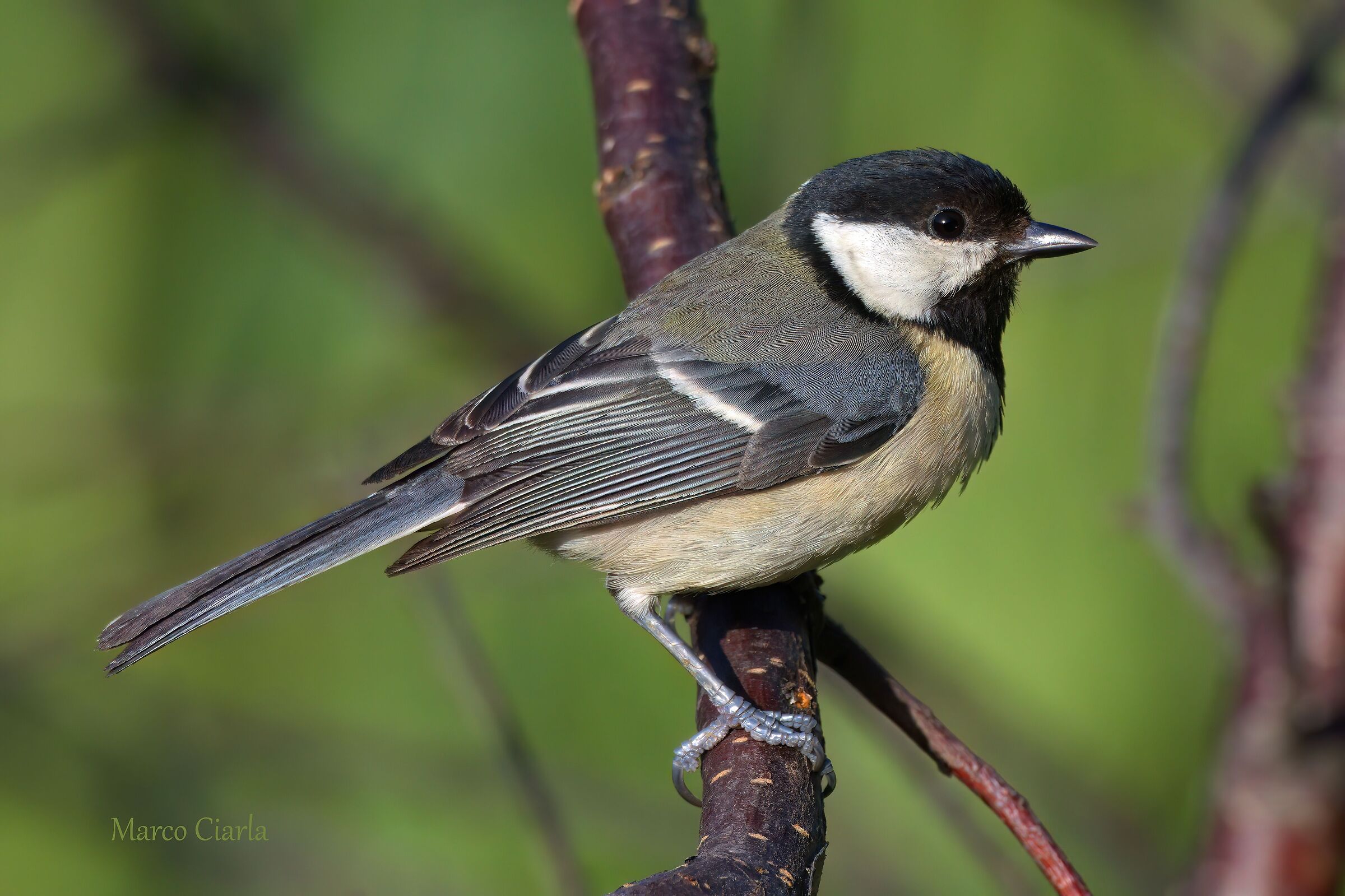 Great (Parus major)