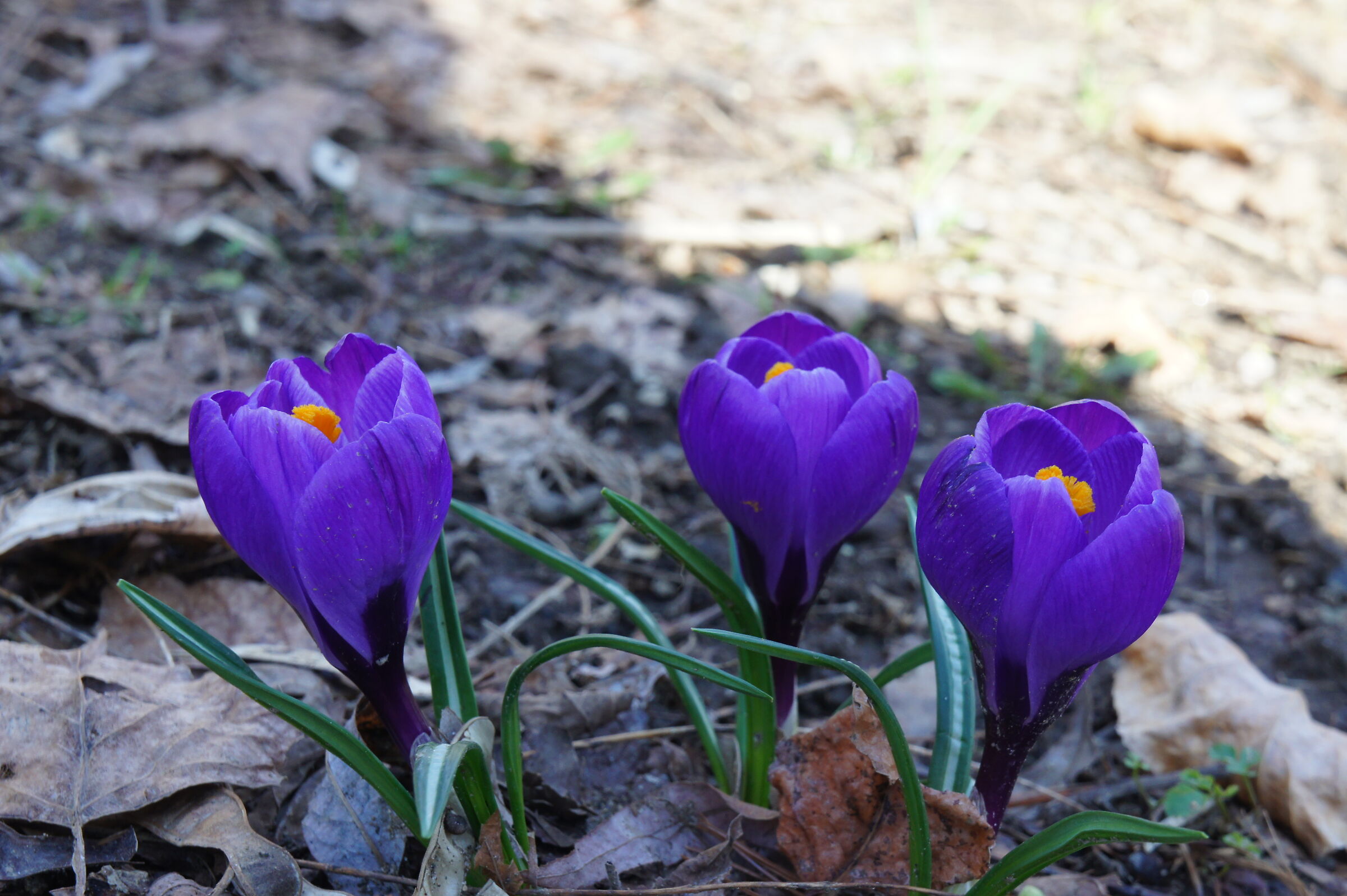 Spring day in the shade