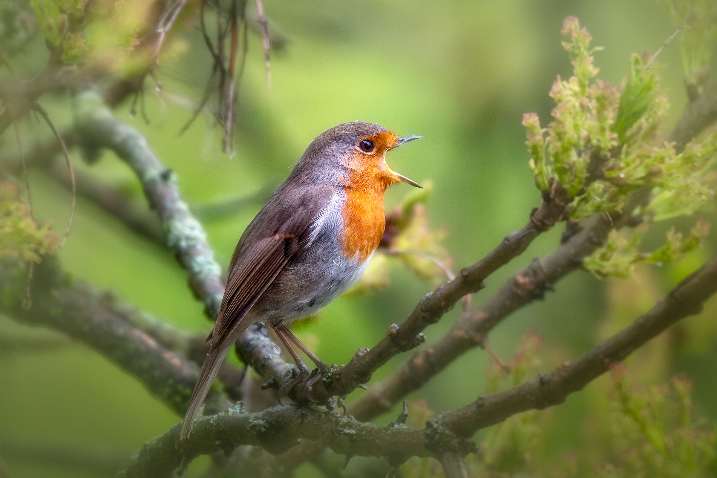 Robin