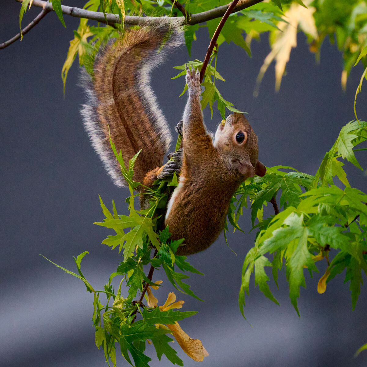 City squirrel