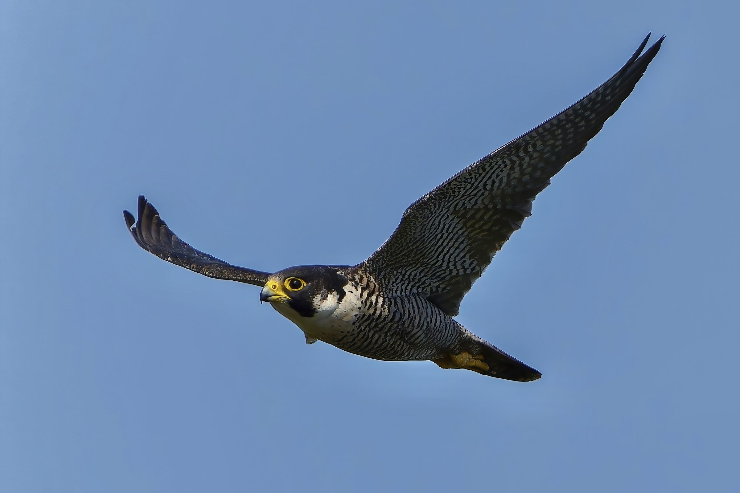 Falco pellegrino