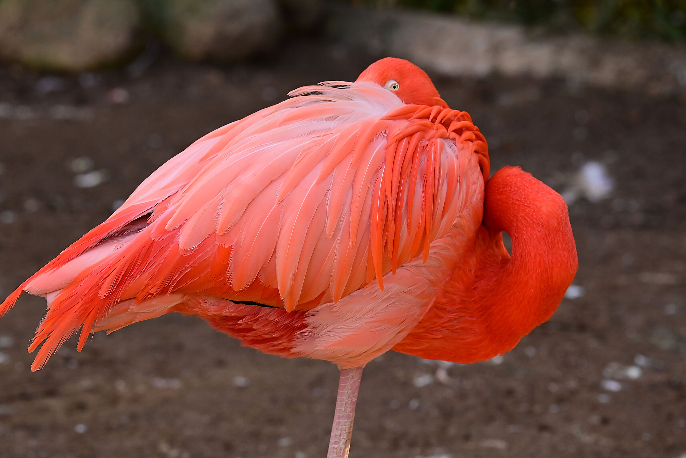 Flamingo