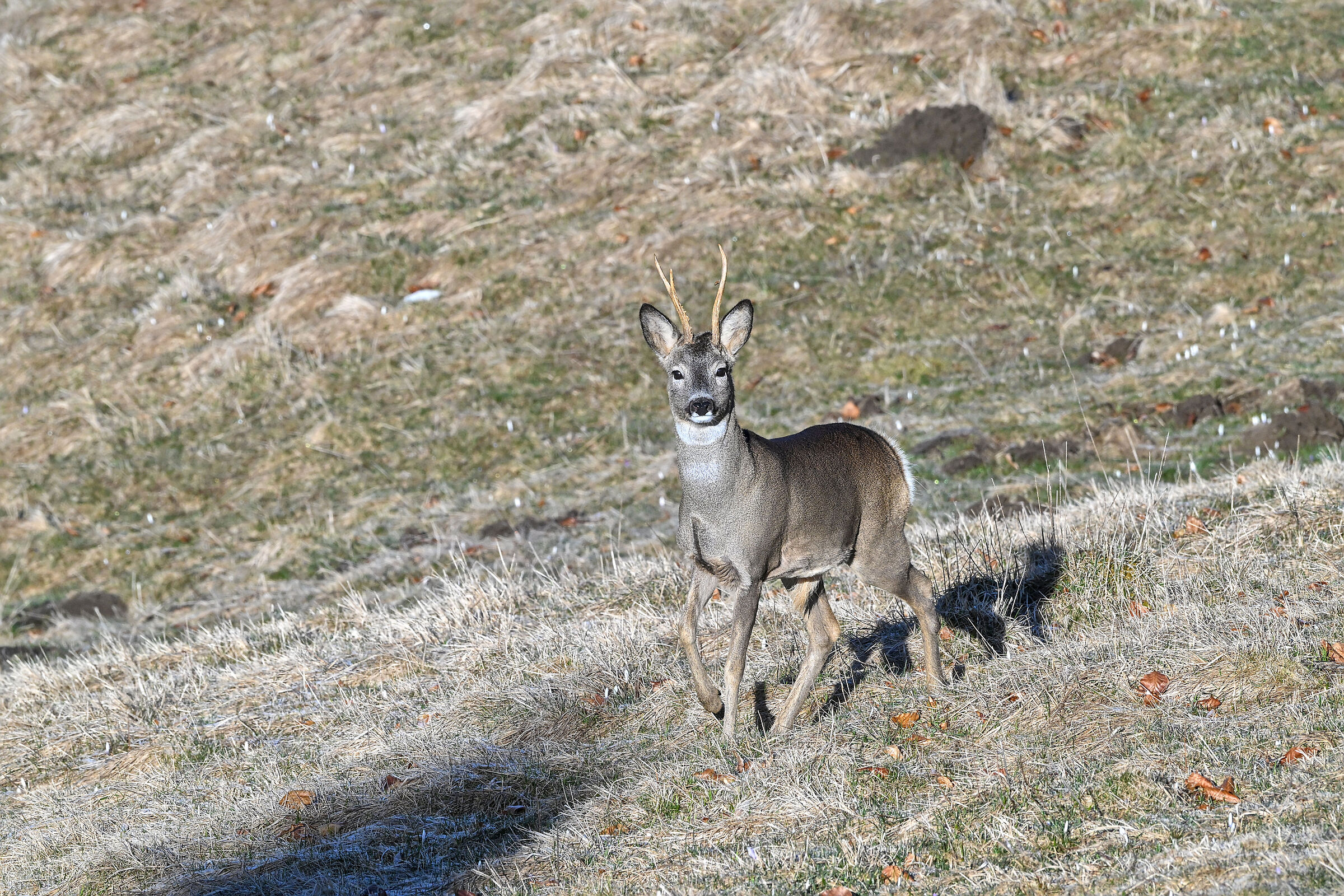 Roe deer in stop