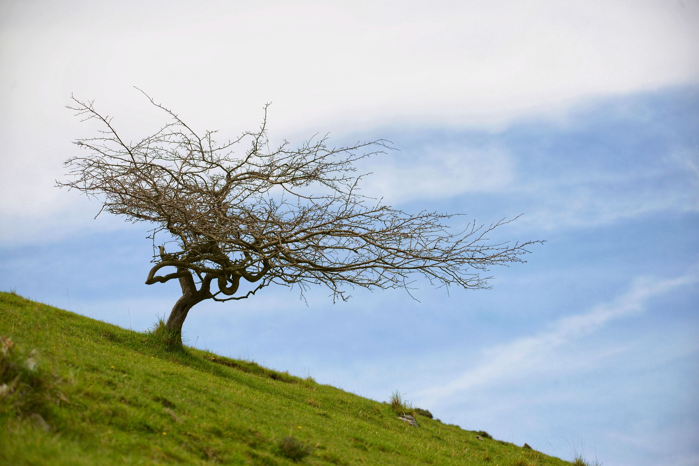Albero a Pizzo Ceresa