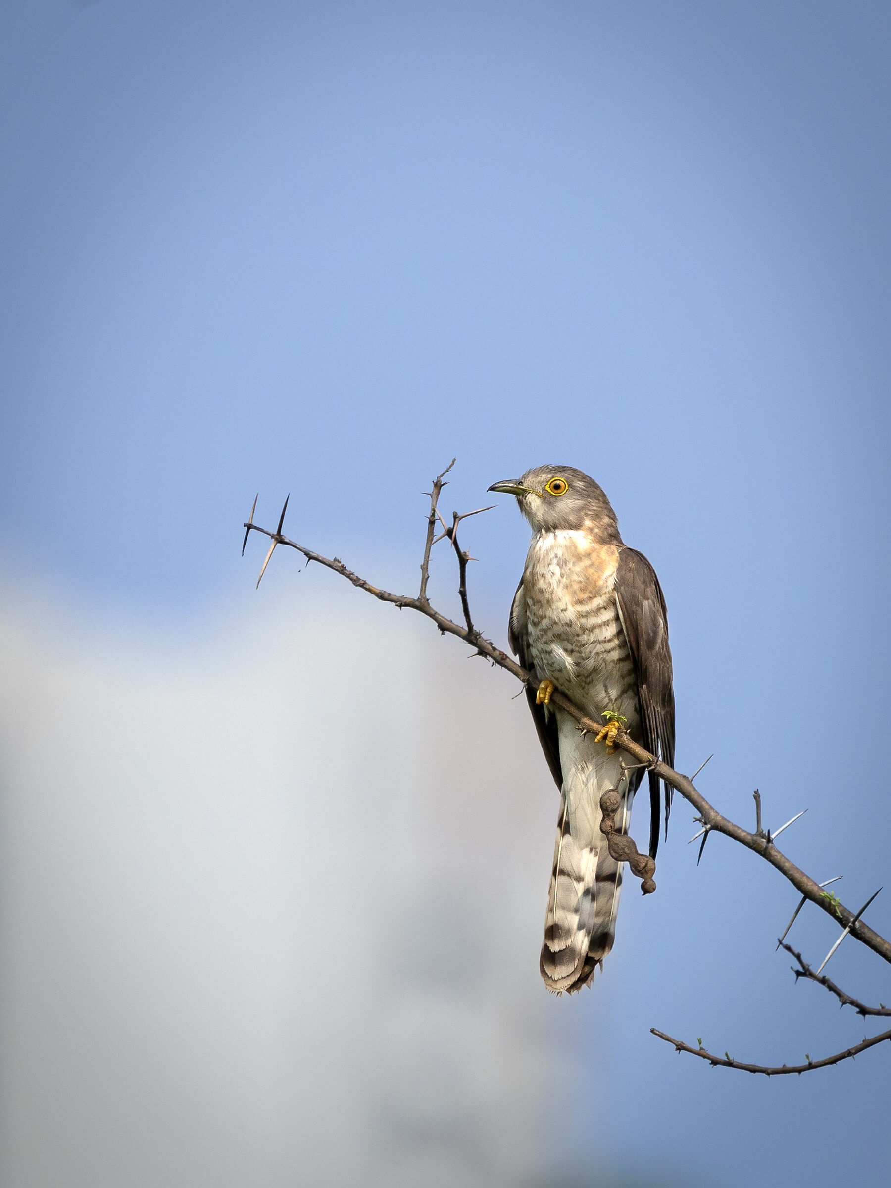 Il Falco comuneCuculo