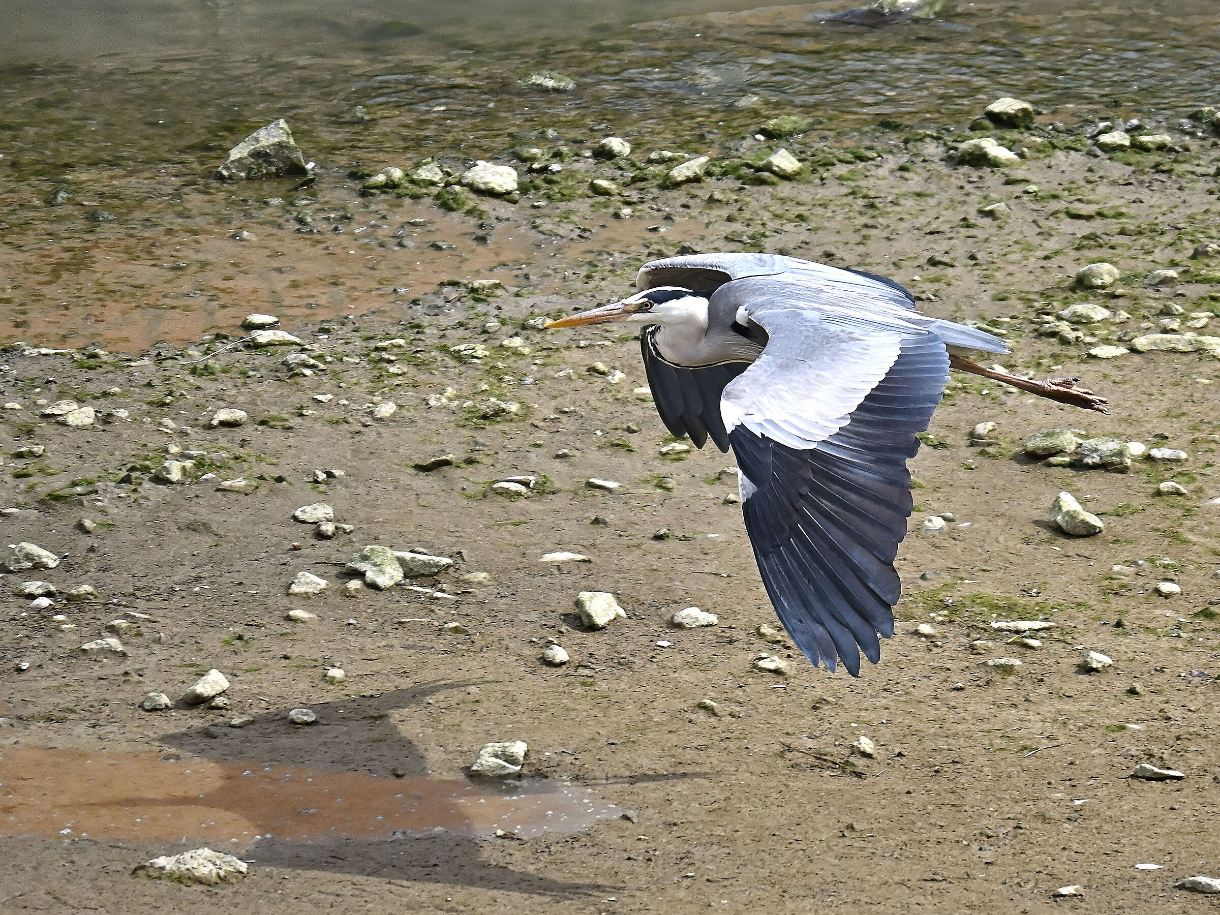 Grey heron
