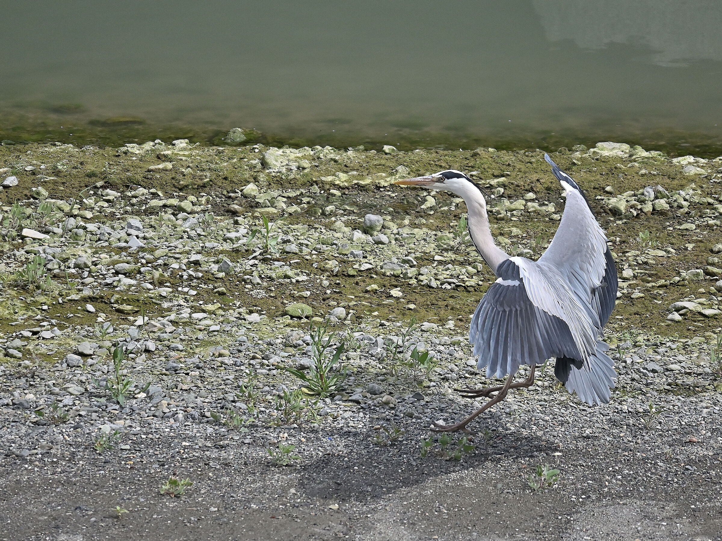 Grey heron