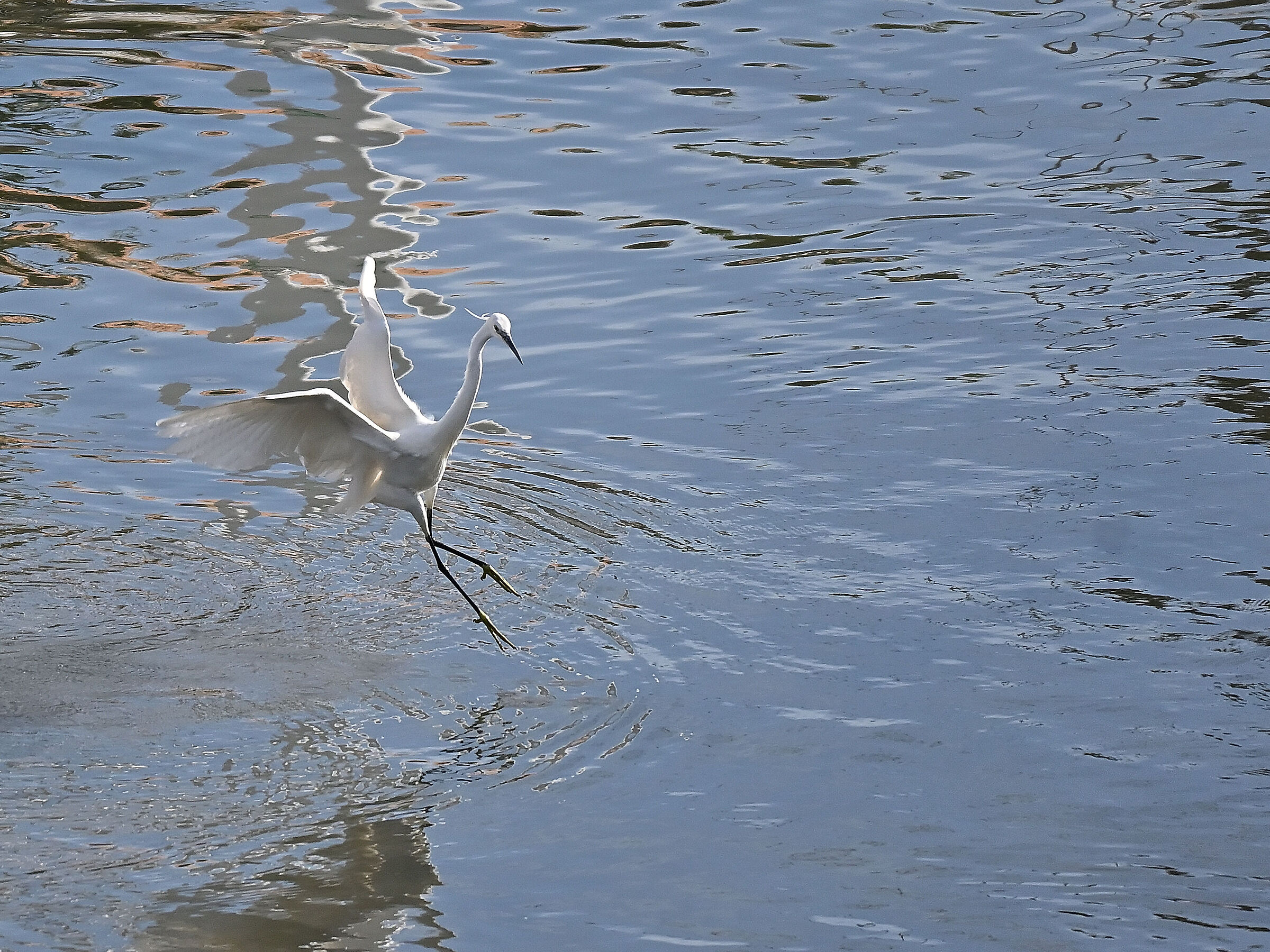 Egret