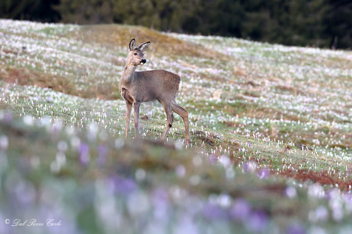Roe deer and crocuses