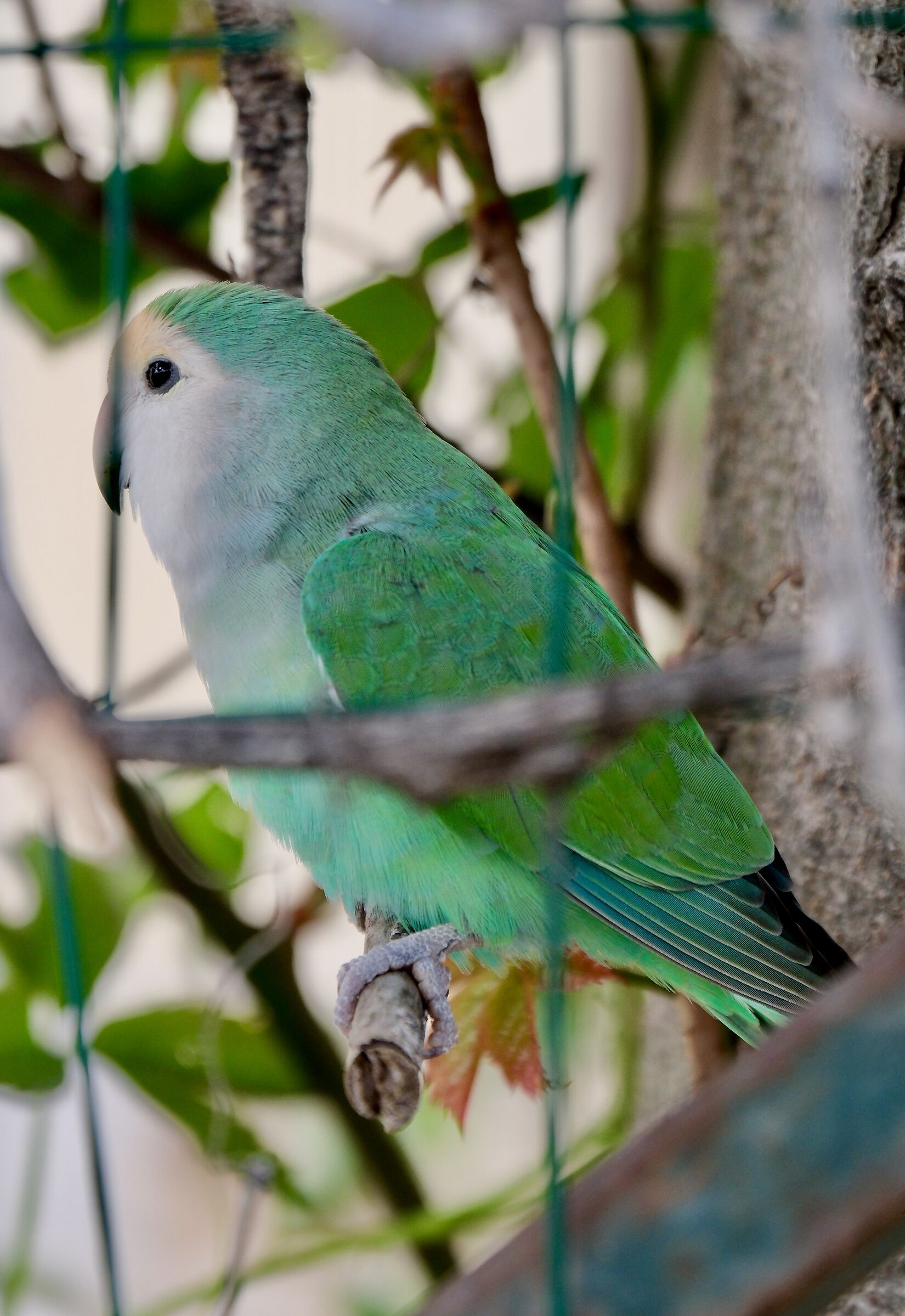 Parrot in Abruzzo