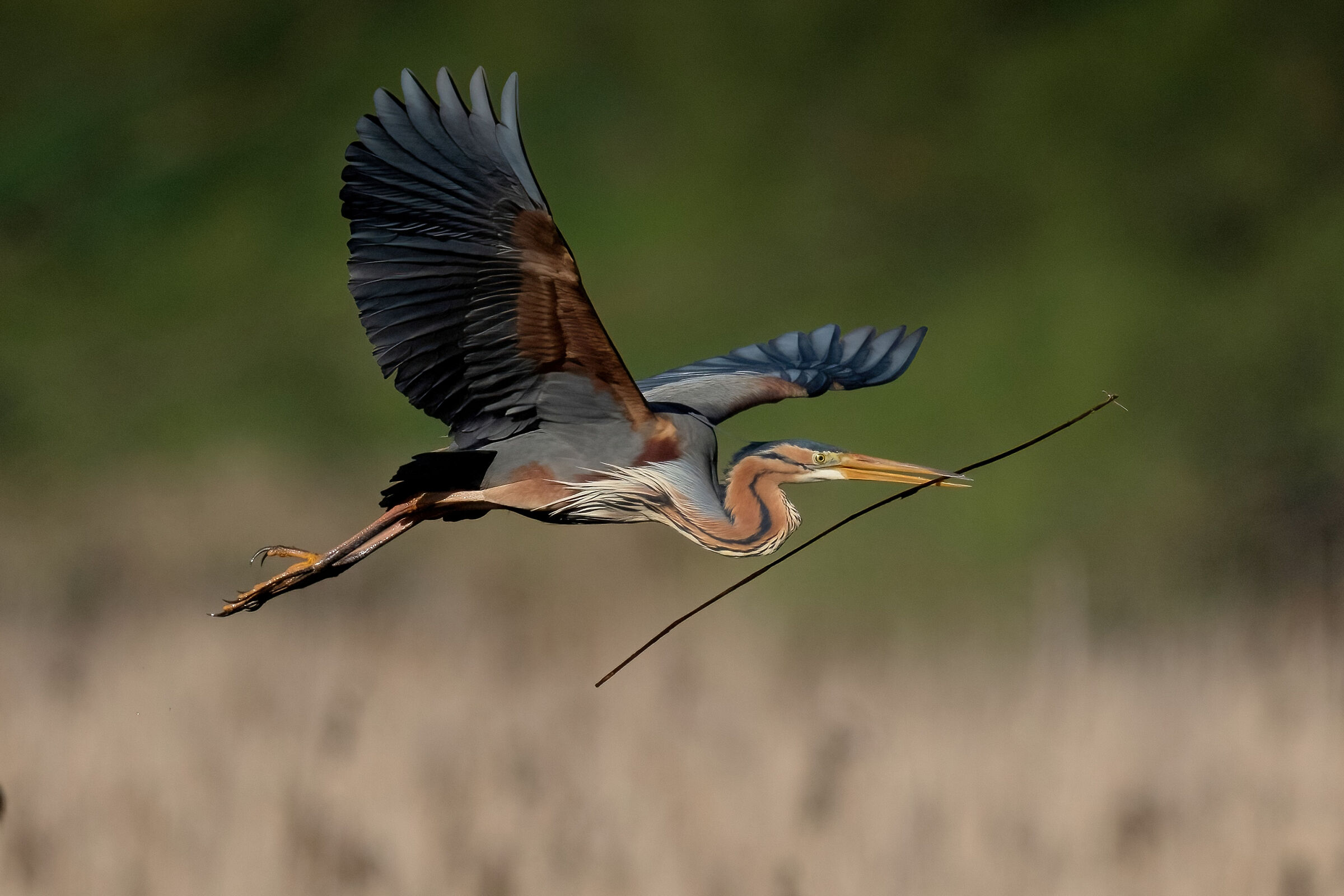 Airone rosso (Ardea purpurea)