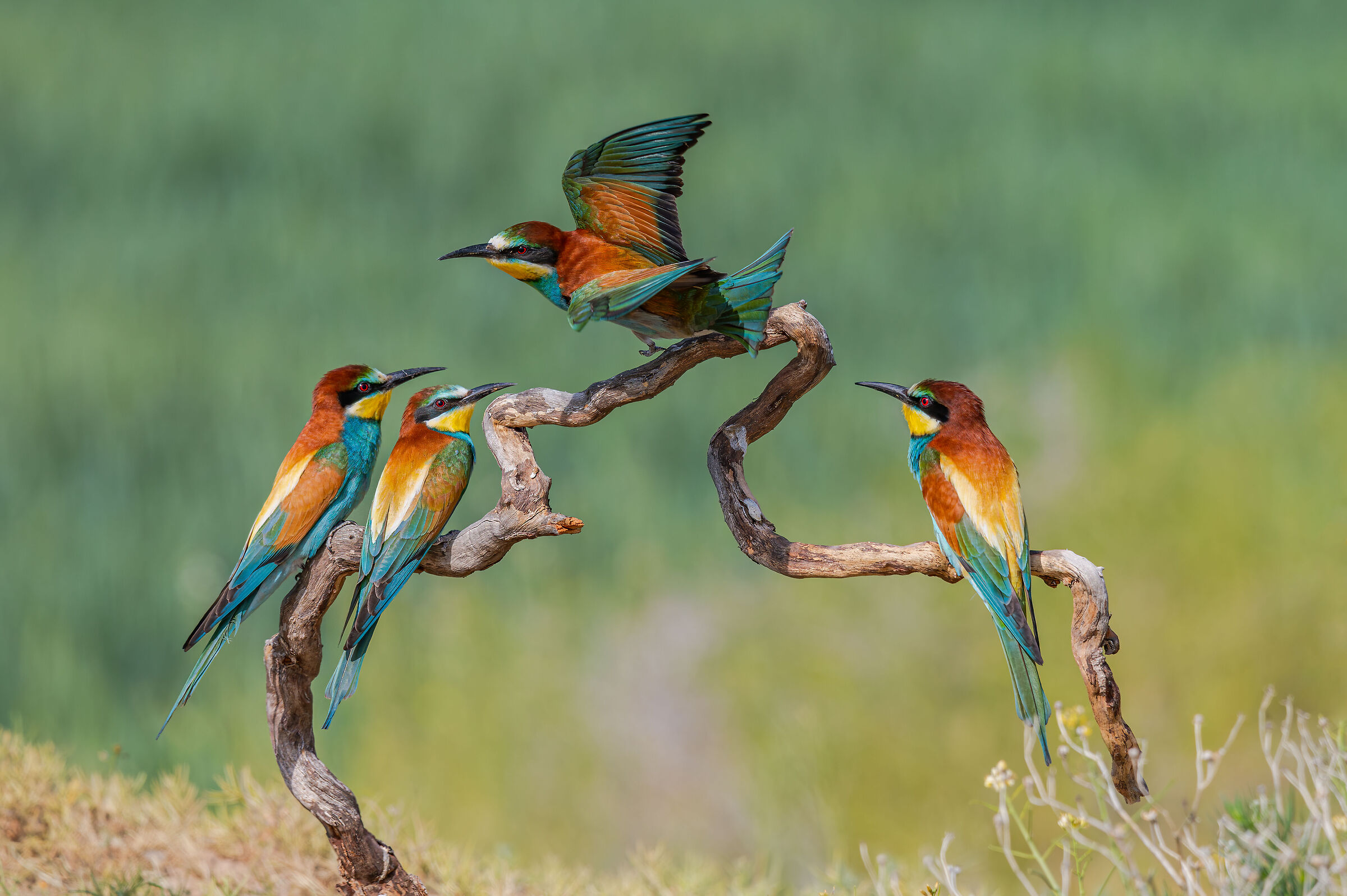 Tre poliziotti e un fuggitivo