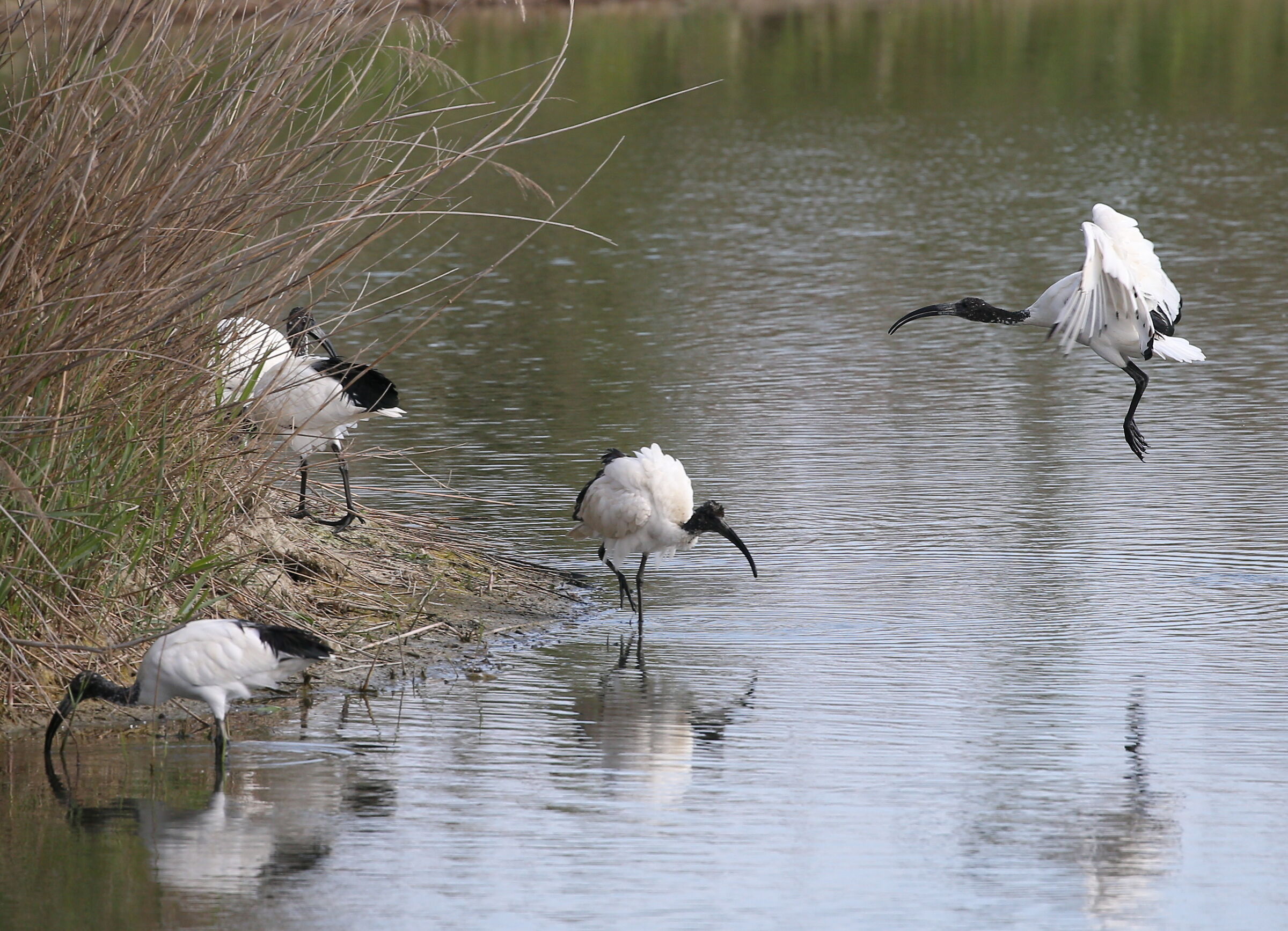 Ibis