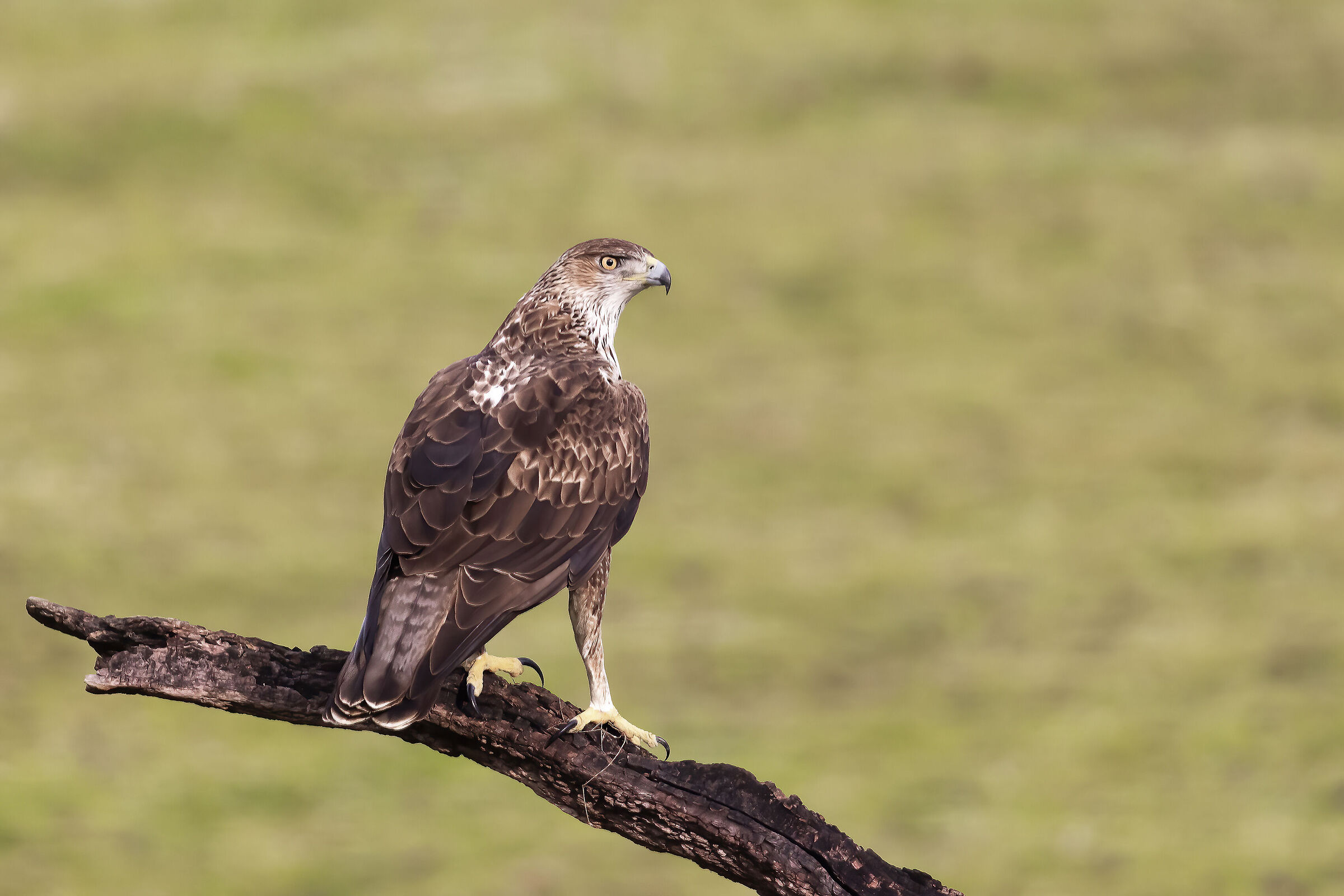 Aquila del Bonelli