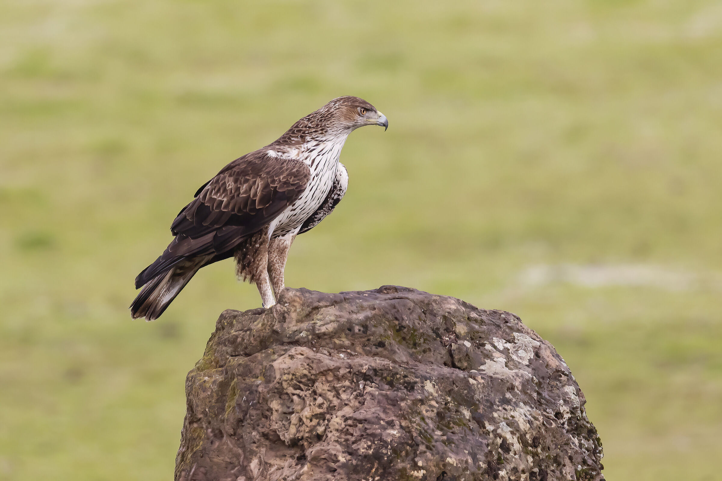 Aquila del Bonelli