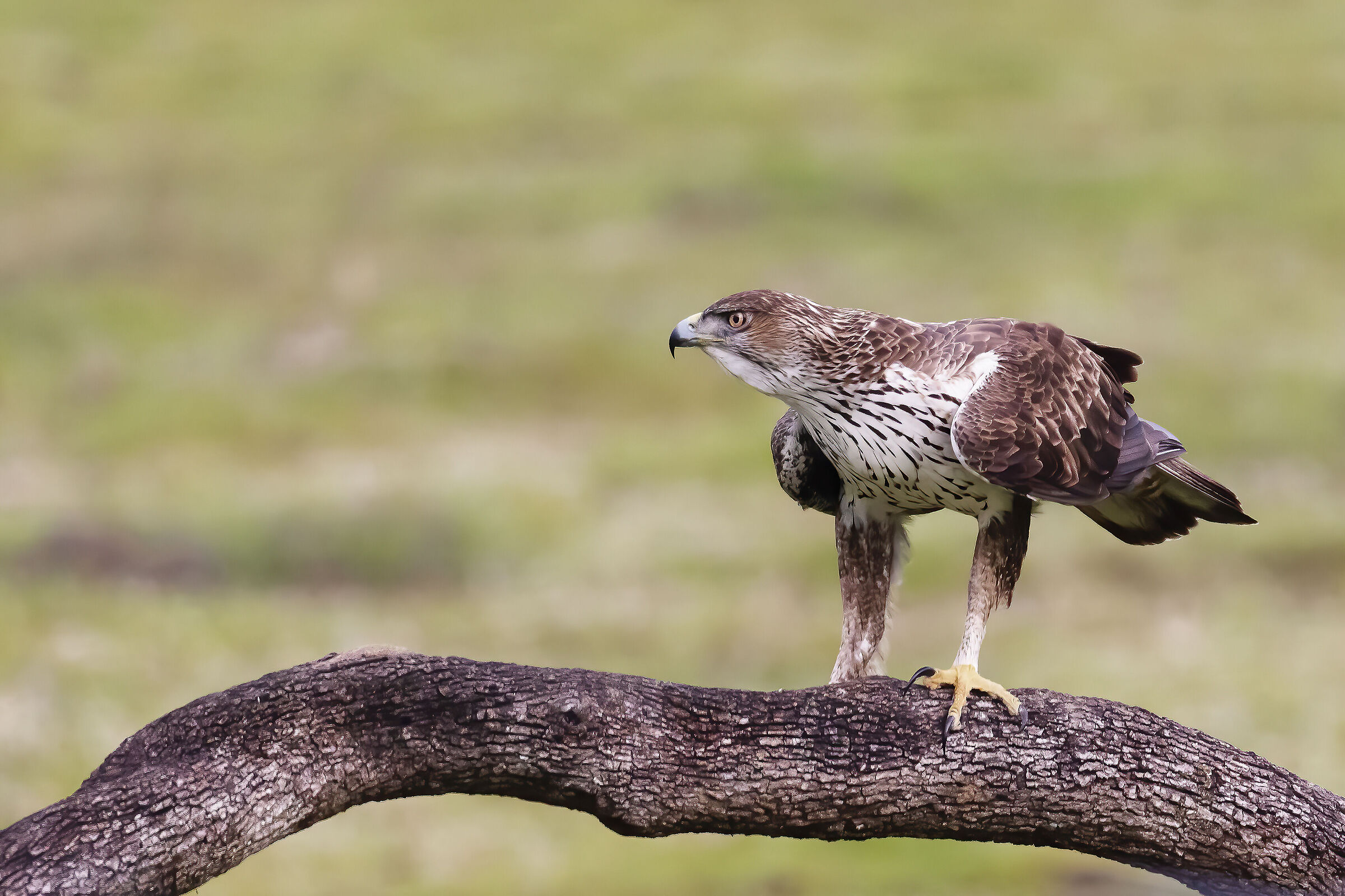 Aquila del Bonelli
