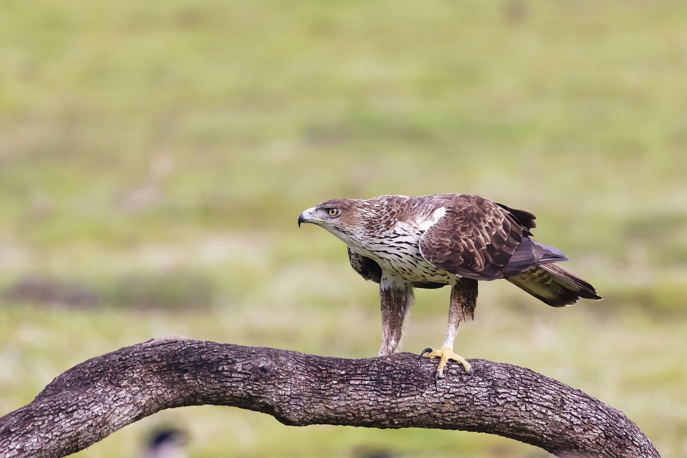 Aquila del Bonelli