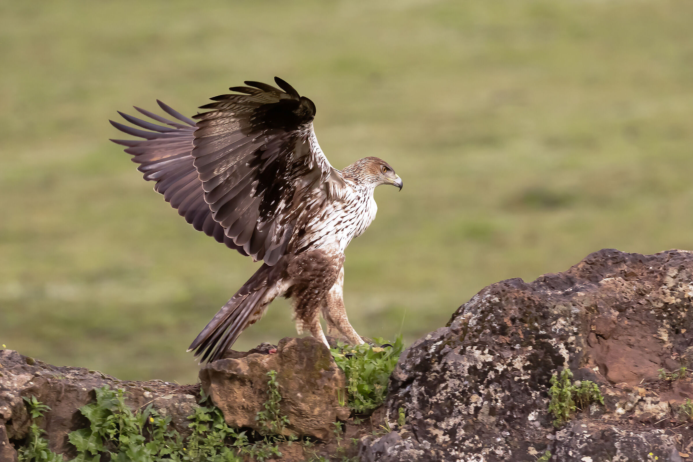 Aquila del Bonelli