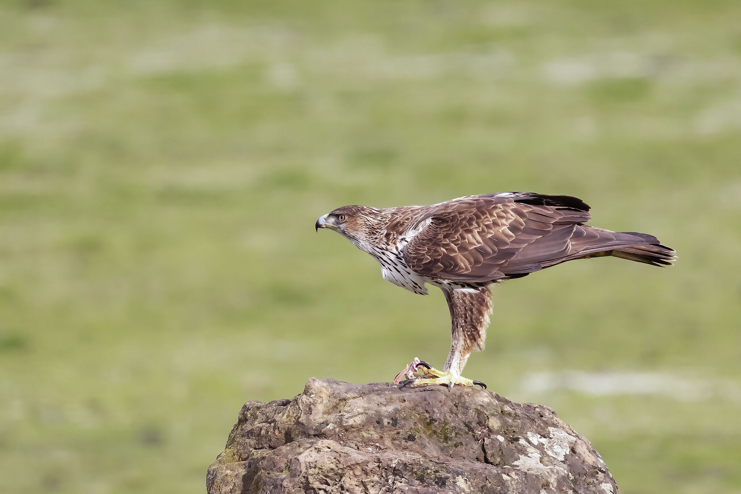 Aquila del Bonelli